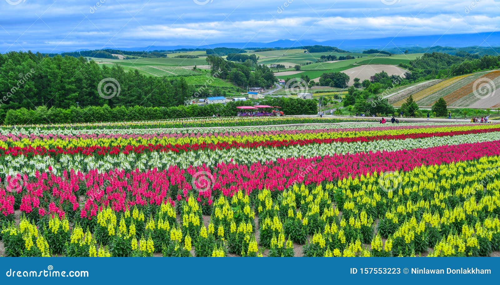 Campo De Flores Coloridas En Biei, JapÃ³n Imagen de archivo - Imagen de  fragante, campo: 157553223