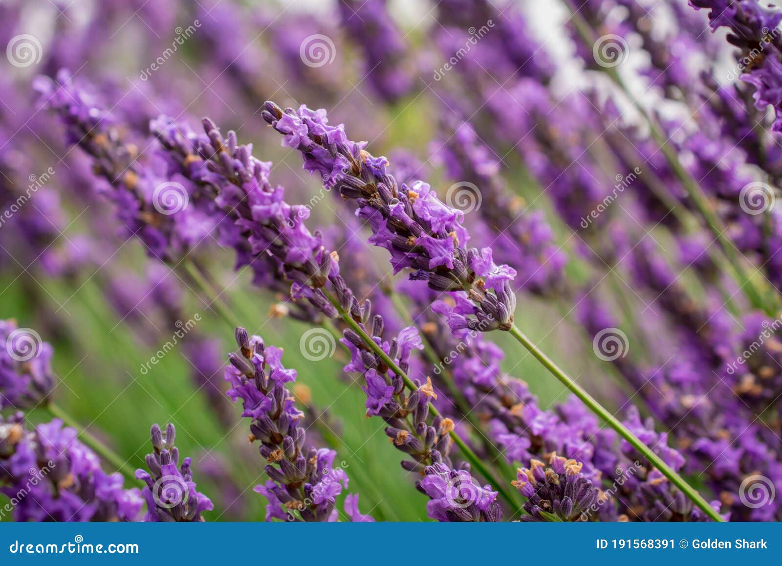 Campo De Flores De Lavanda En Verano Fresco Colores Naturales Sobre Fondo  Borroso Imagen de archivo - Imagen de aromaterapia, flores: 191568391