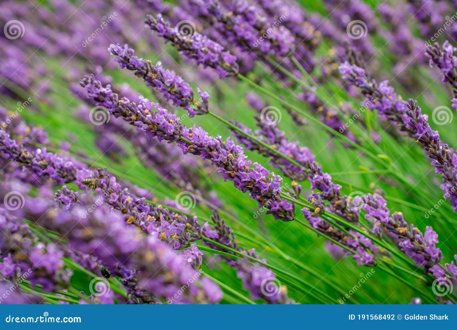 Campo De Flores De Lavanda En Verano Fresco Colores Naturales Sobre Fondo  Borroso Foto de archivo - Imagen de hierba, aroma: 191568492