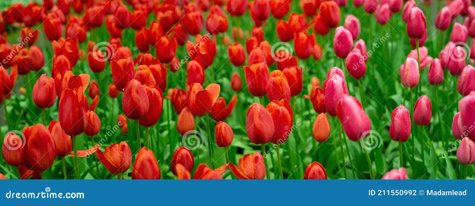 Campo De Flores De Tulipa Natural, Cor-de-rosa-vermelha, No Fundo Do Cartaz  Natural Da Primavera Foto de Stock - Imagem de jardinar, gota: 211550992