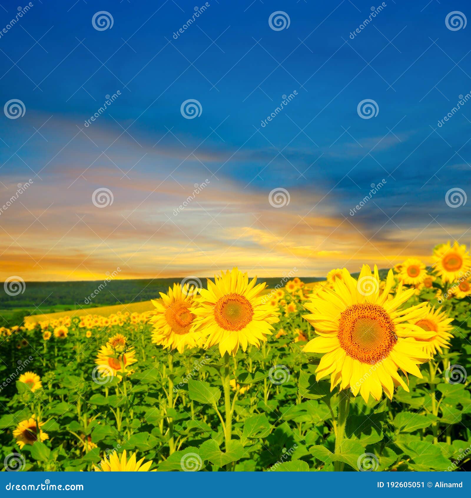 Campo De Girasol Al Atardecer. Hermoso Paisaje Natural Imagen de archivo -  Imagen de belleza, fondo: 192605051