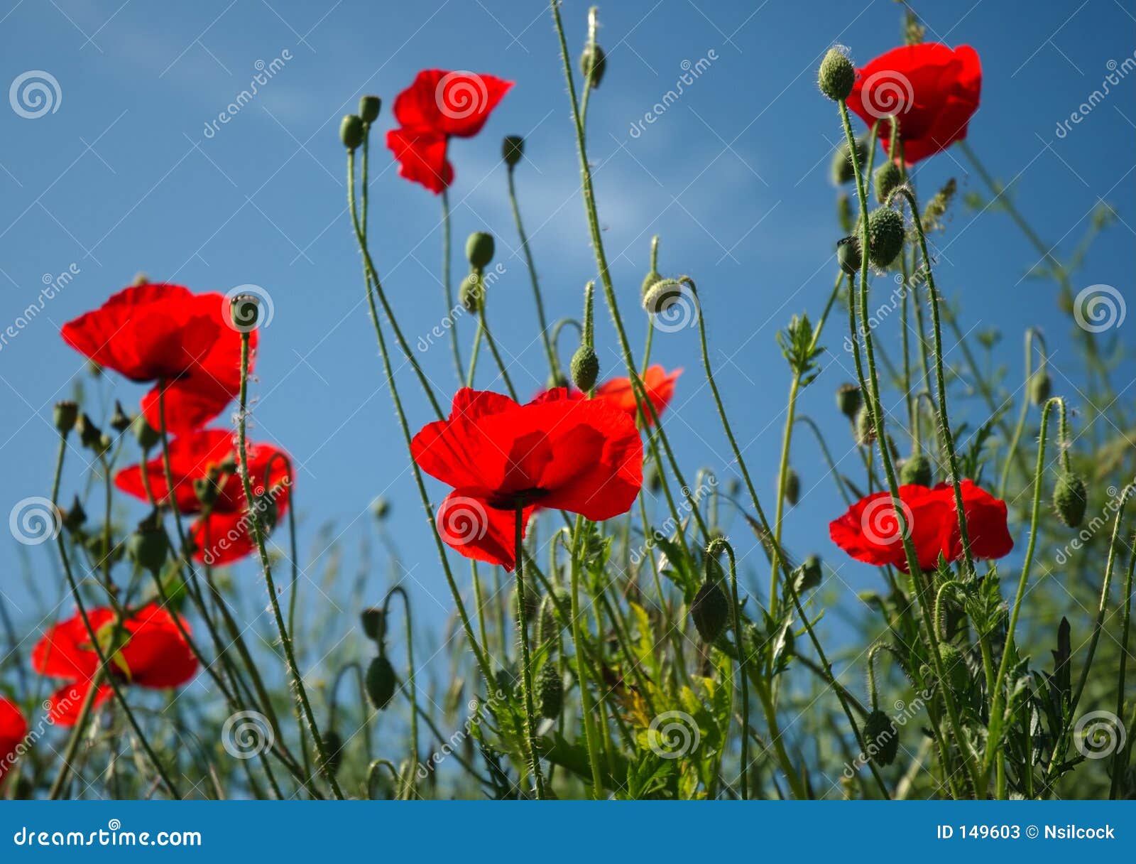 Campo de la amapola. Amapolas salvajes en un día asoleado