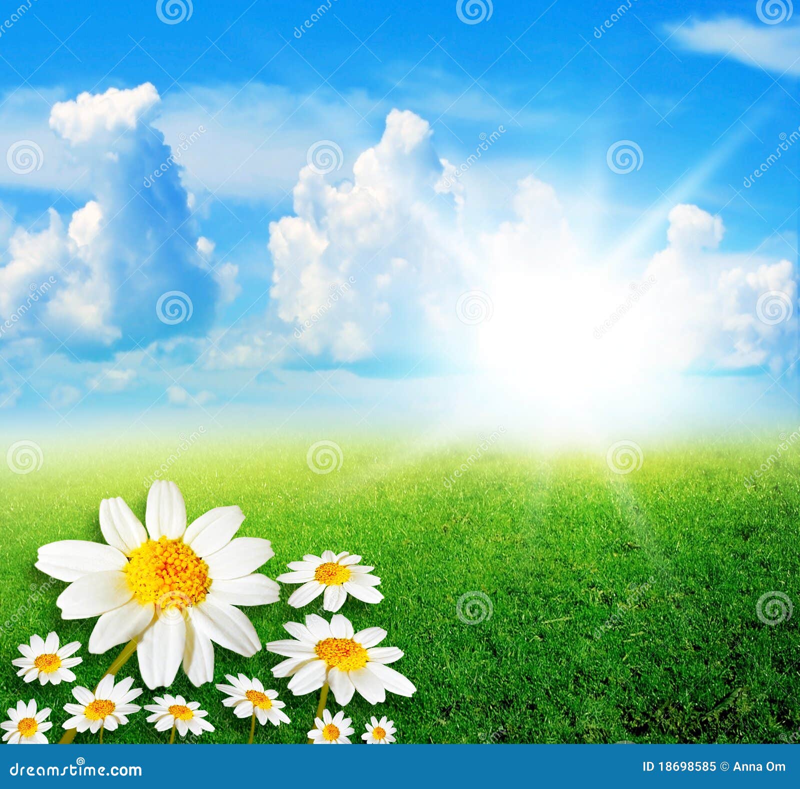 Campo de margaritas imagen de archivo. Imagen de crecimiento - 18698585, image size:1600x1577