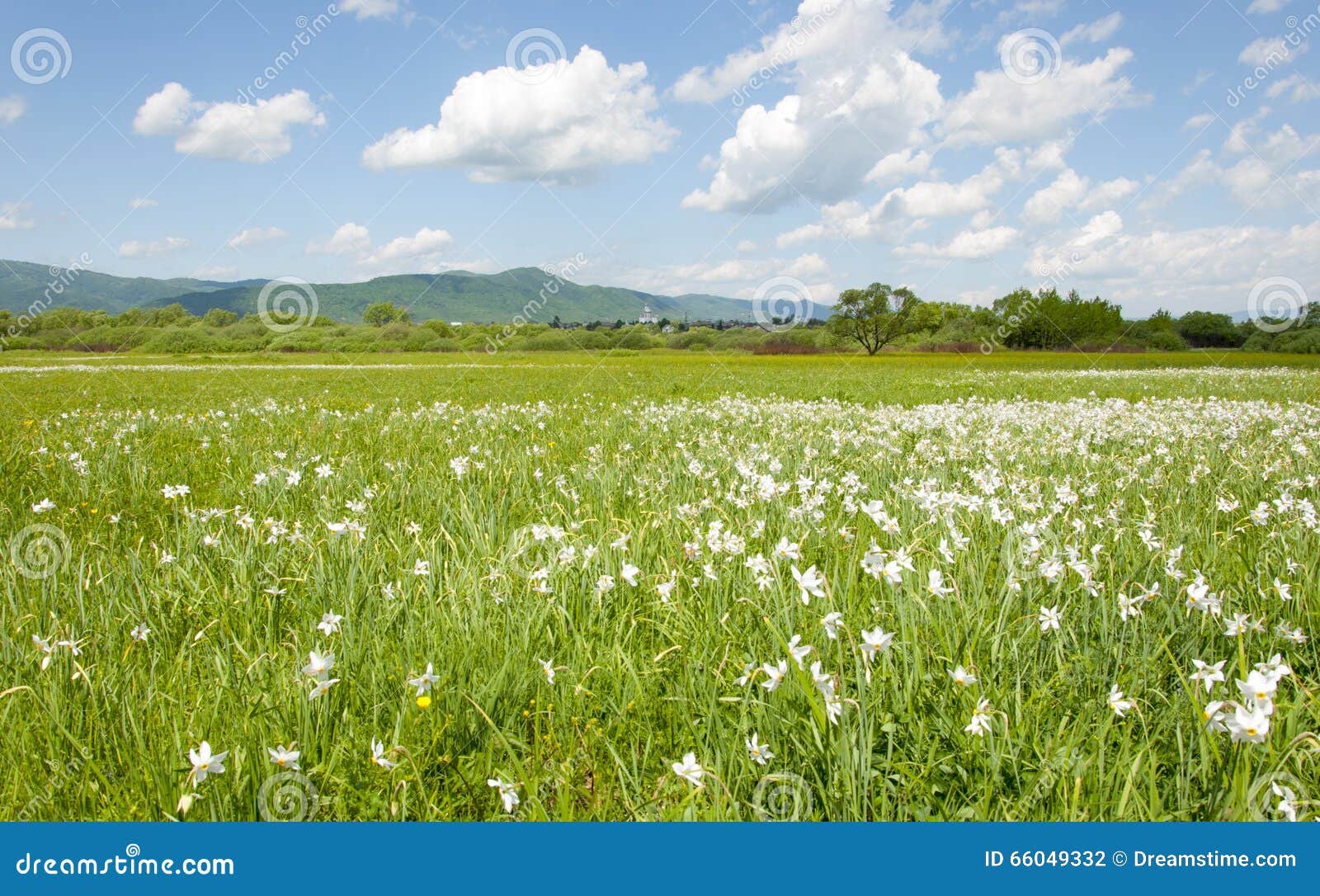 Campo De Las Flores Blancas Y Del Cielo Azul En Ucrania Foto de archivo -  Imagen de viaje, flores: 66049332