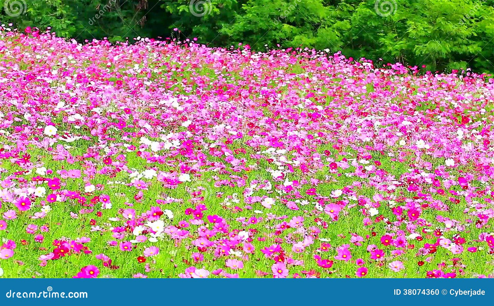 Campo De Las Flores Rosadas, HD 1080P Almacen De Video - Vídeo de hermoso,  cielo: 38074360