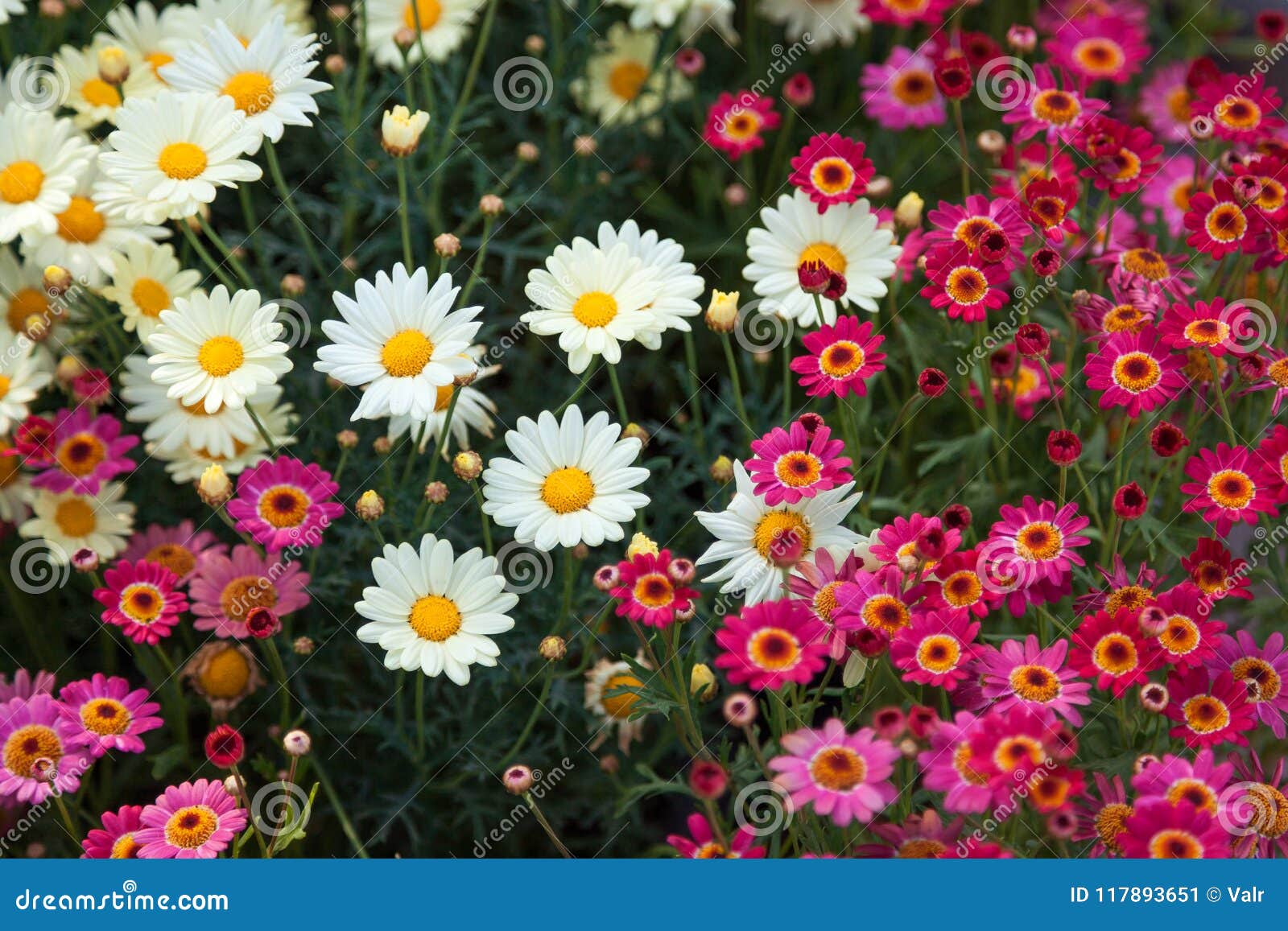 Campo De Las Margaritas Rosadas Y Blancas, Flores Coloridas Imagen de  archivo - Imagen de planta, resorte: 117893651