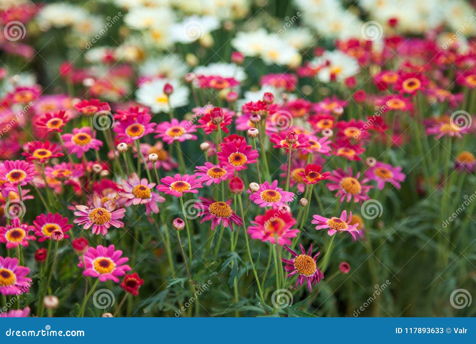 Campo De Margaridas Cor-de-rosa E Brancas, Flores Coloridas Imagem de Stock  - Imagem de campo, verde: 117893633