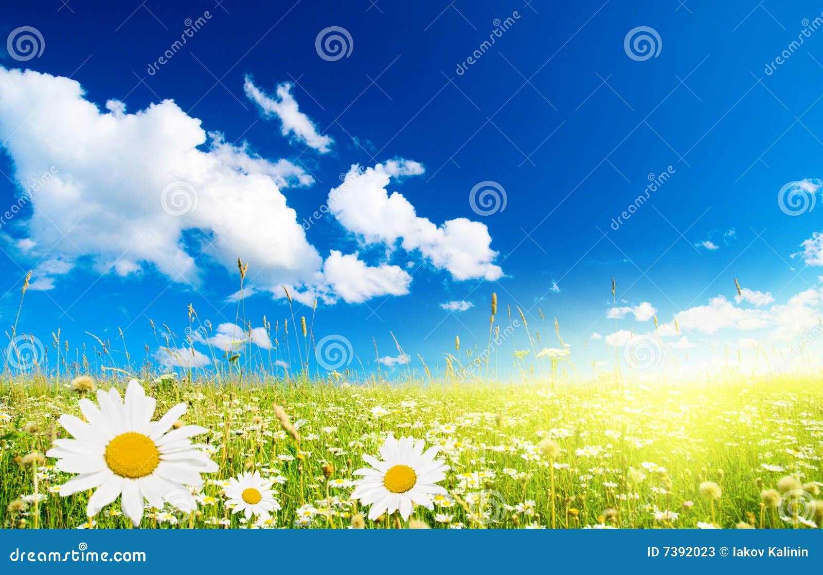 Campo de margaritas imagen de archivo. Imagen de hermoso - 7392023, image size:1600x1119