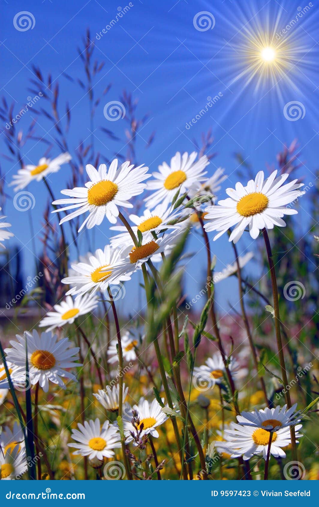 Campo de margaritas imagen de archivo. Imagen de flores - 9597423, image size:1064x1690