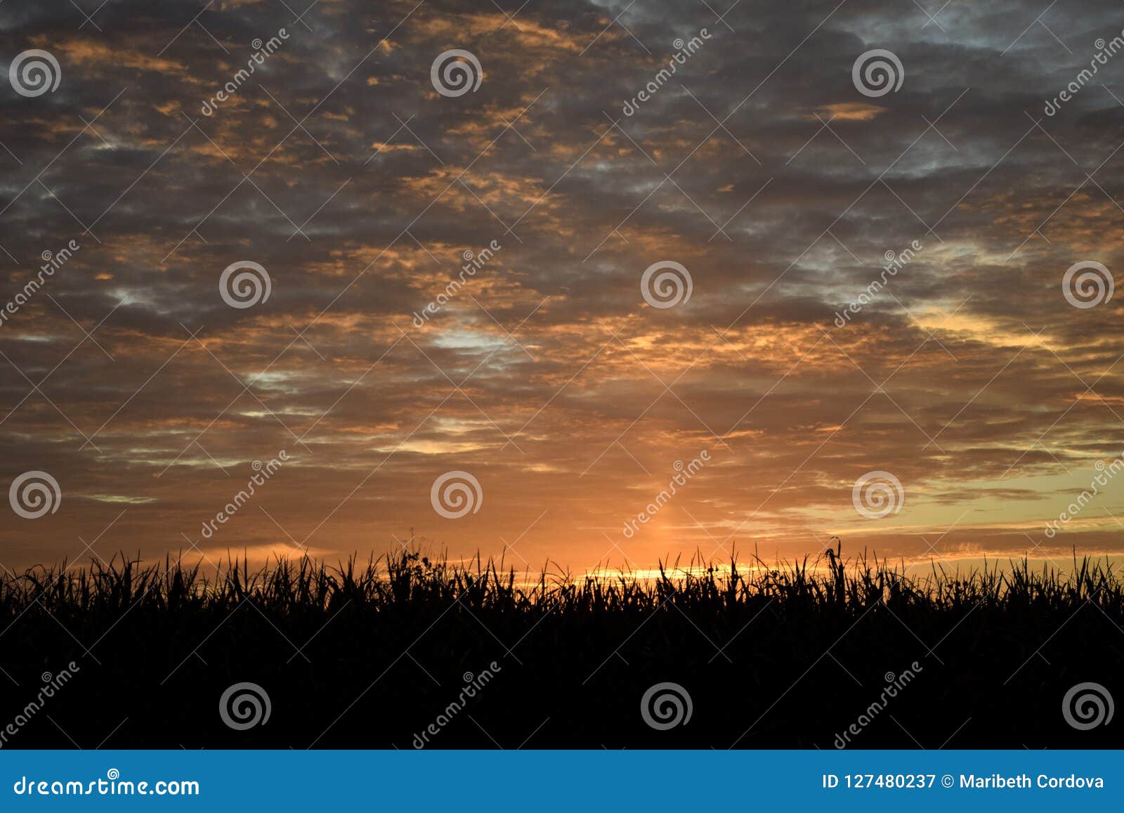 CAMPO DE MAÍZ EN LA SALIDA DEL SOL CON LAS NUBES EN CIELO. Los tops de un campo de maíz se oponen como silueta a una salida del sol brillante