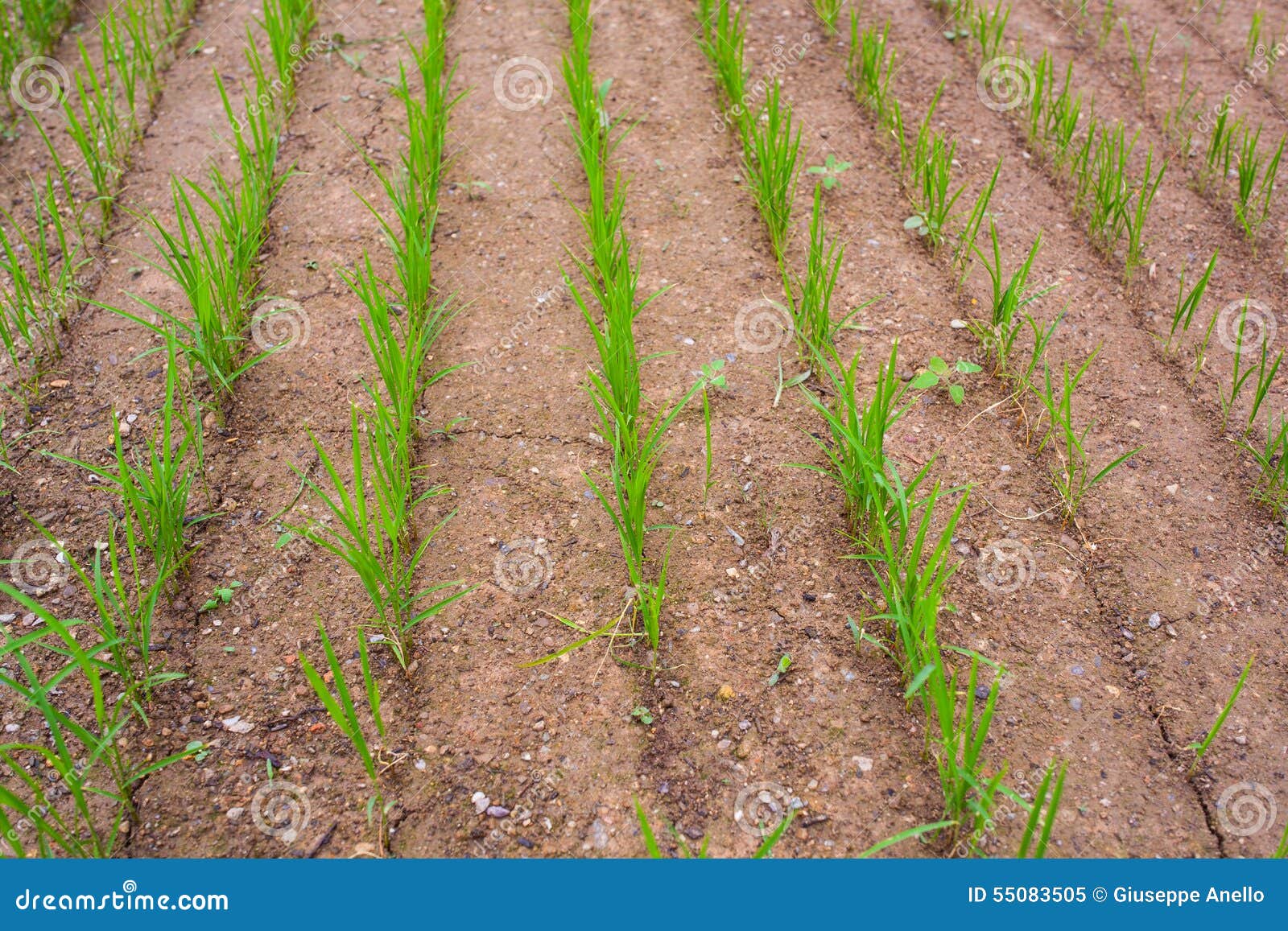Campo de Padi. Vista de la plantación del arroz en la granja