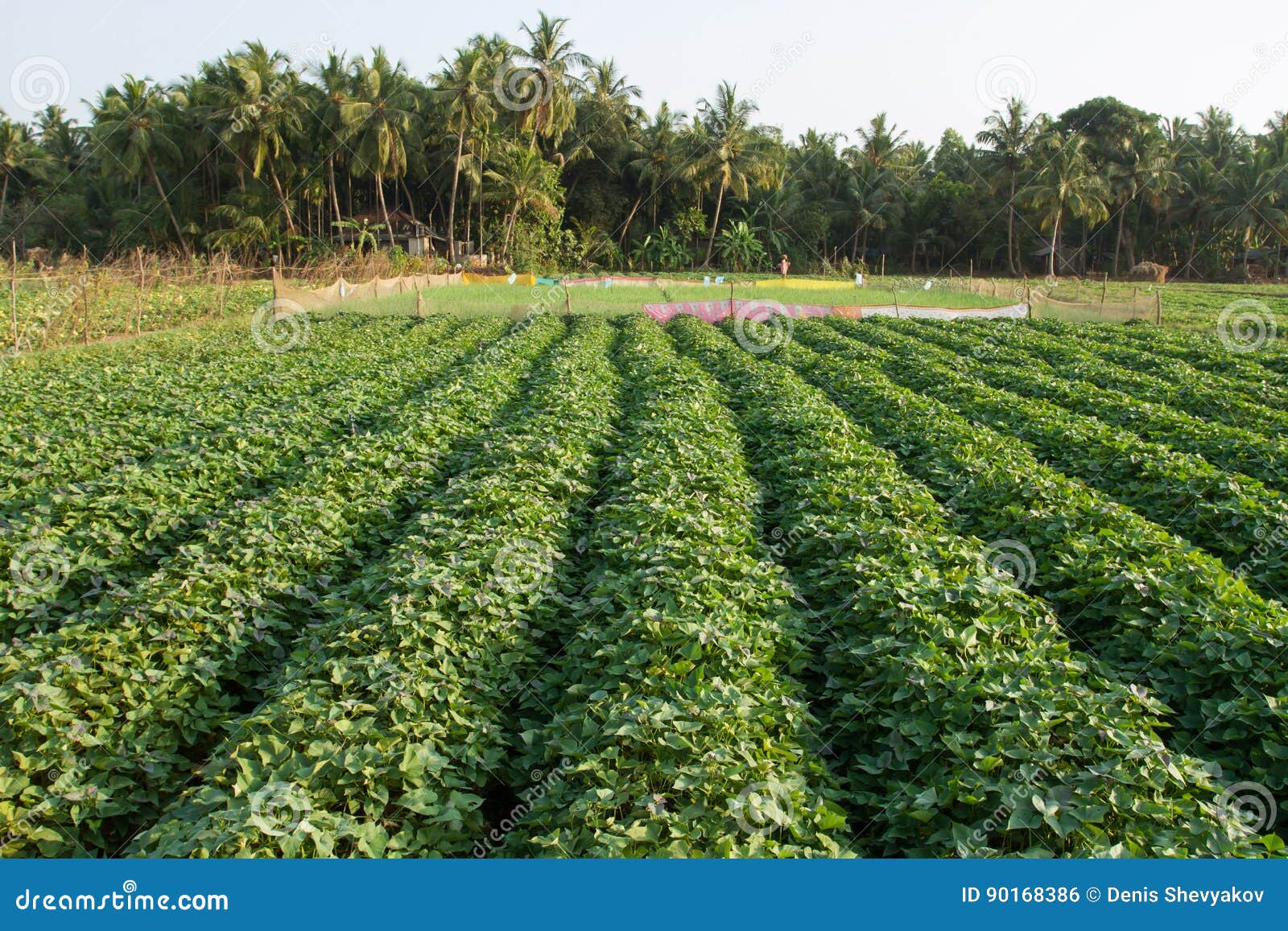 Campo de patatas dulces en el fondo de los árboles de coco. Foto macra Jardín campesino Verdor fresco Granja ecológica La granja Plantas y flores Tallos agudos Plantas comestibles Fondos y texturas De alta densidad Lanzamientos ricos Alimento sano Vitaminas y minerales Granja vegetal Vida campesina Suelo fértil Fundamentales de la agricultura Troncos de patatas dulces Un huerto campesino típico generoso de la cosecha A Plantas verdes frescas Filas rectas Colinas verdes Tiras del verde Campos campesinos en la India meridional Crecimiento vegetal en Karnataka