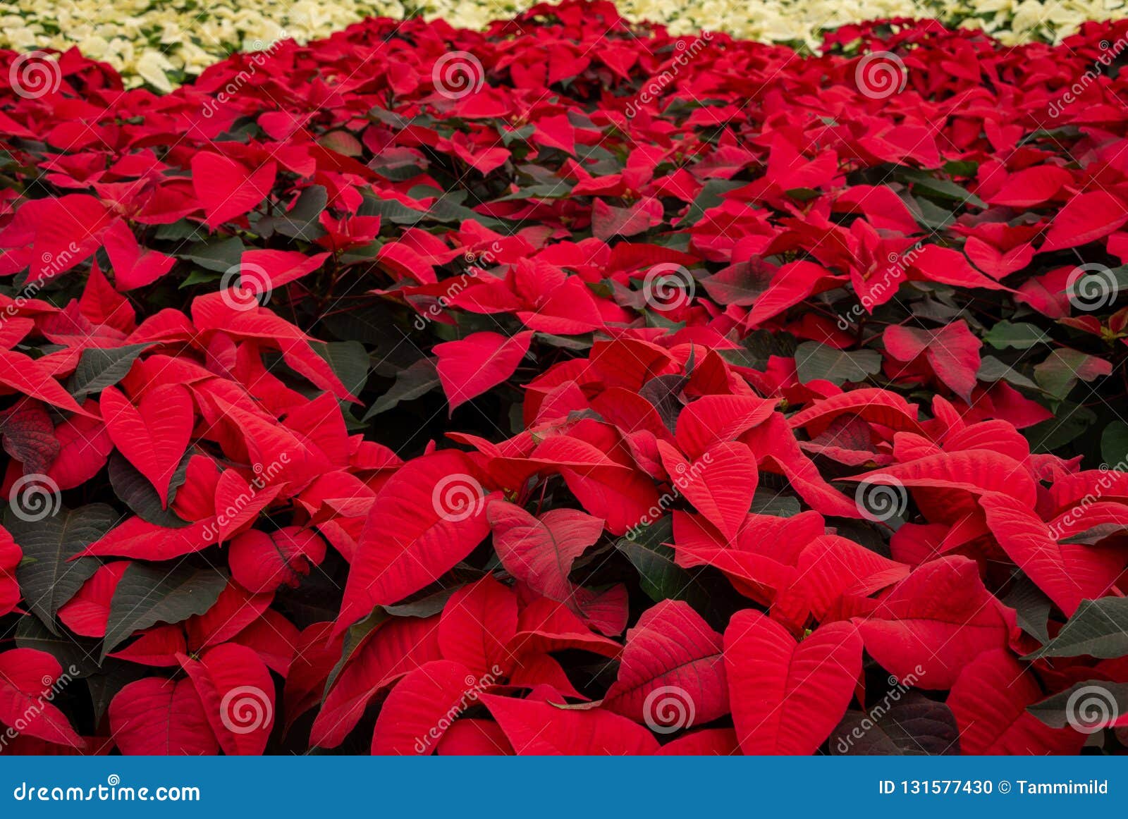 Campo De Plantas Vermelhas Do Natal Da Poinsétia Foto de Stock - Imagem de  fundo, poinsettia: 131577430