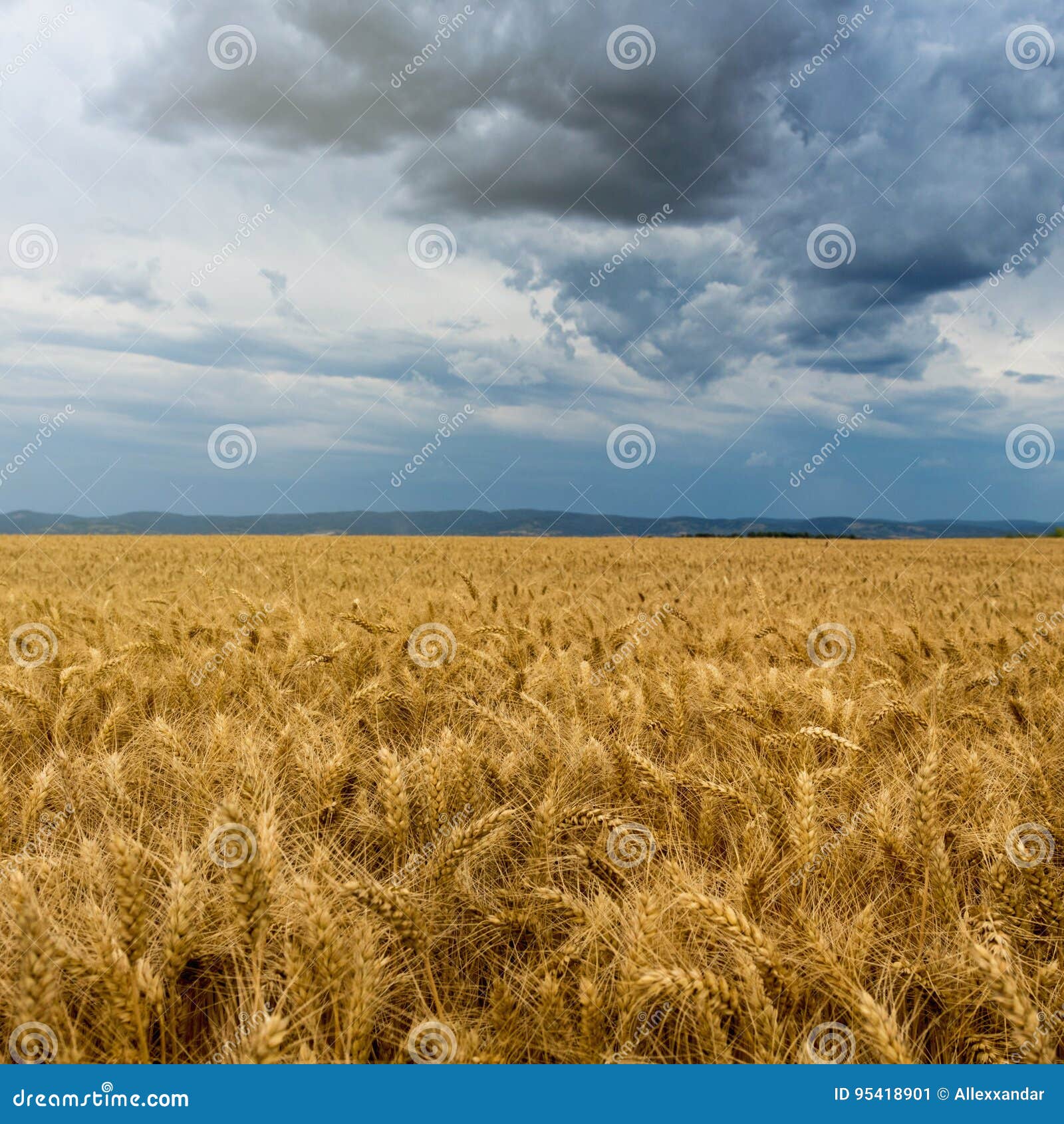 Campo De Trigo E Nuvens De Tempestade Dourados Imagem de Stock - Imagem