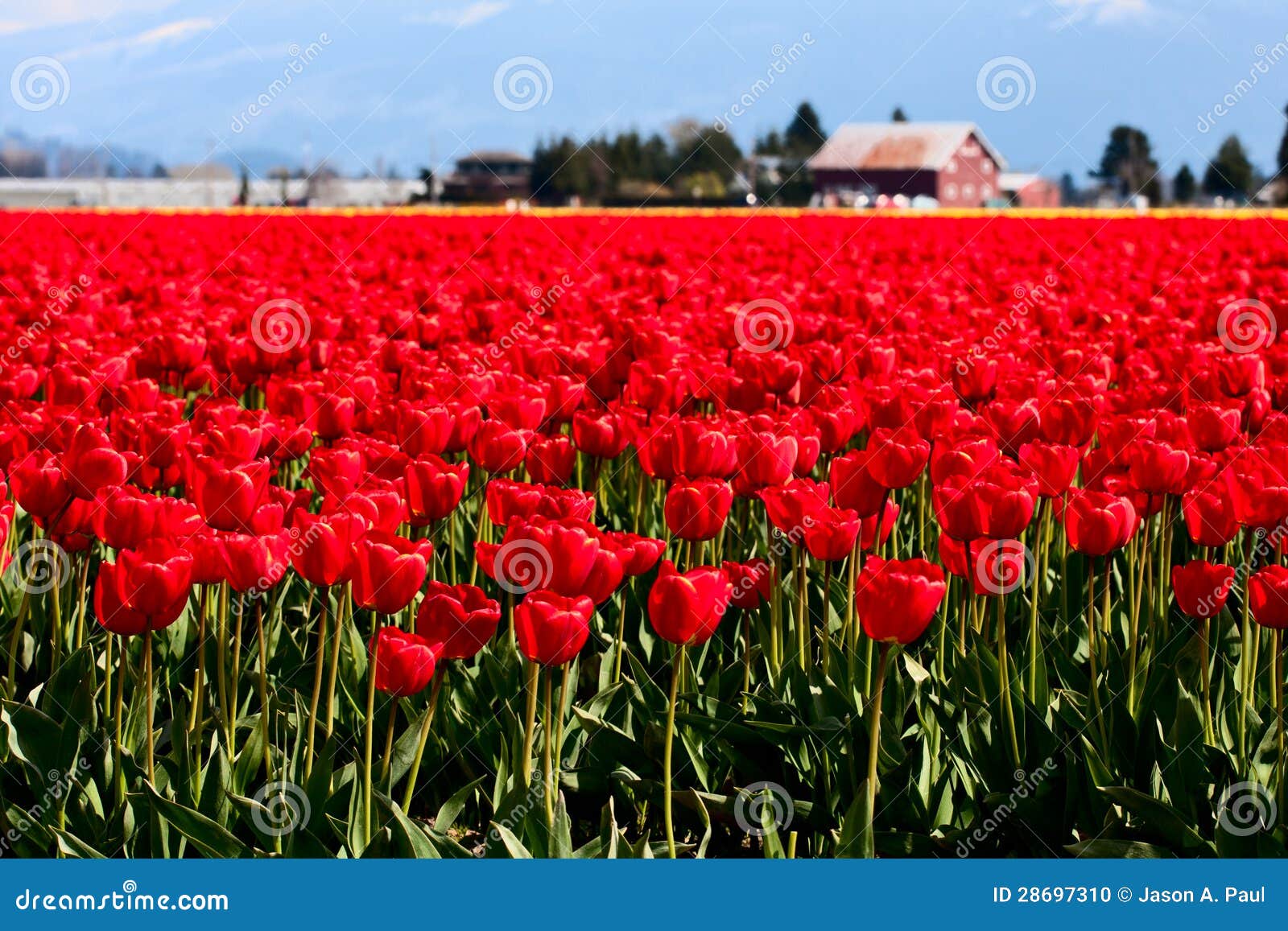 Campo de tulipas vermelhas foto de stock. Imagem de floral - 28697310