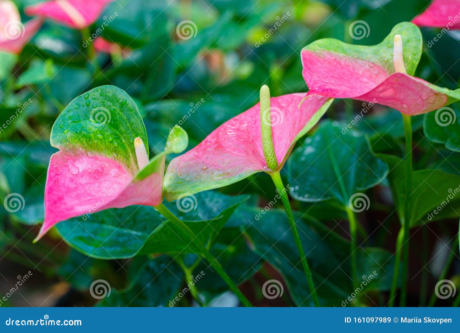 Campo De Um Lírio De Paz Rosa, Spathiphyllum Mauna Loa Conceito De Natureza  Imagem de Stock - Imagem de flores, decorativo: 161097989