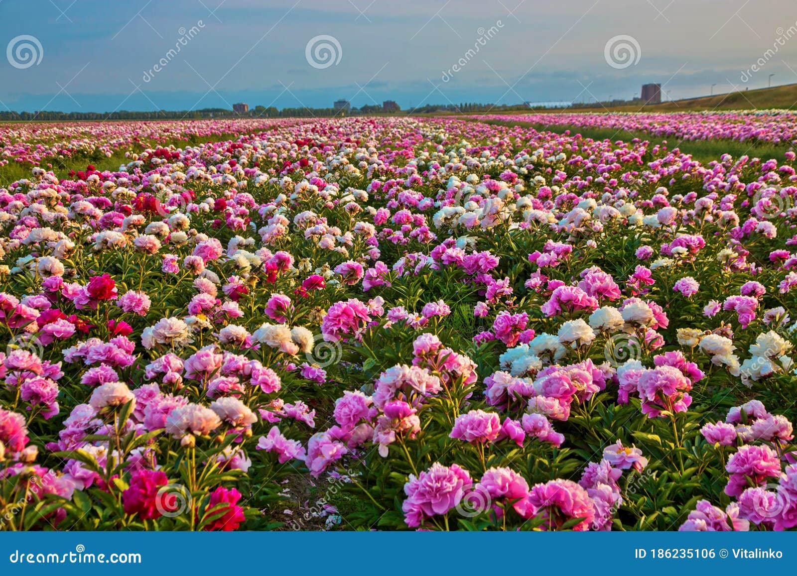 Campo De Verano Brillante De Flores De Peonías Coloridas Florecientes Foto  de archivo - Imagen de resorte, relaje: 186235106