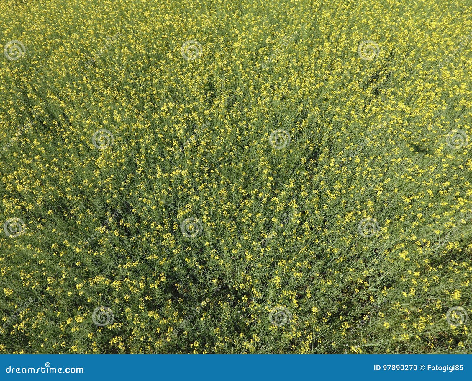 Campo della violenza di fioritura Vista superiore dal fuco Violenza, una pianta syderatic con i fiori gialli Campo con i siderates