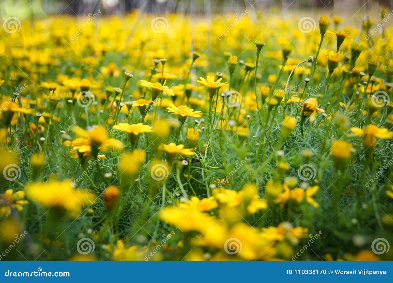 Campo di giallo del fiore della margherita di strisciamento. Campo di bella margherita di Singapore della margherita di strisciamento