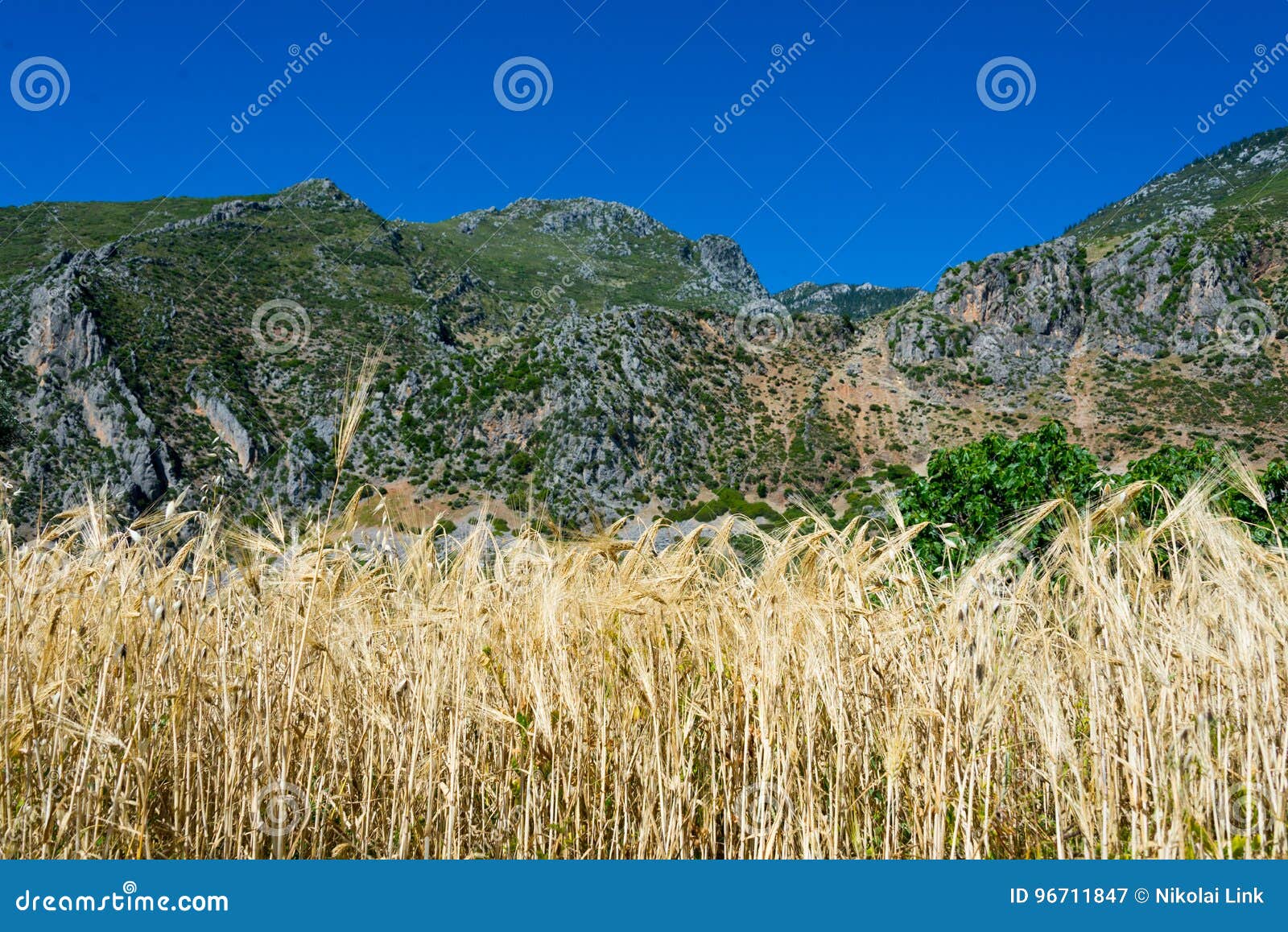 Campo di grano, Marocco. Campo di grano in montagne del rif, Marocco