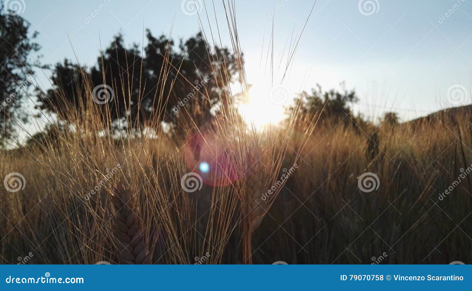 campo di grano