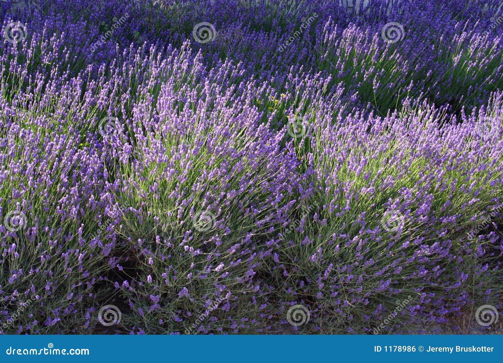 Campo di lavanda in Provenza Francia