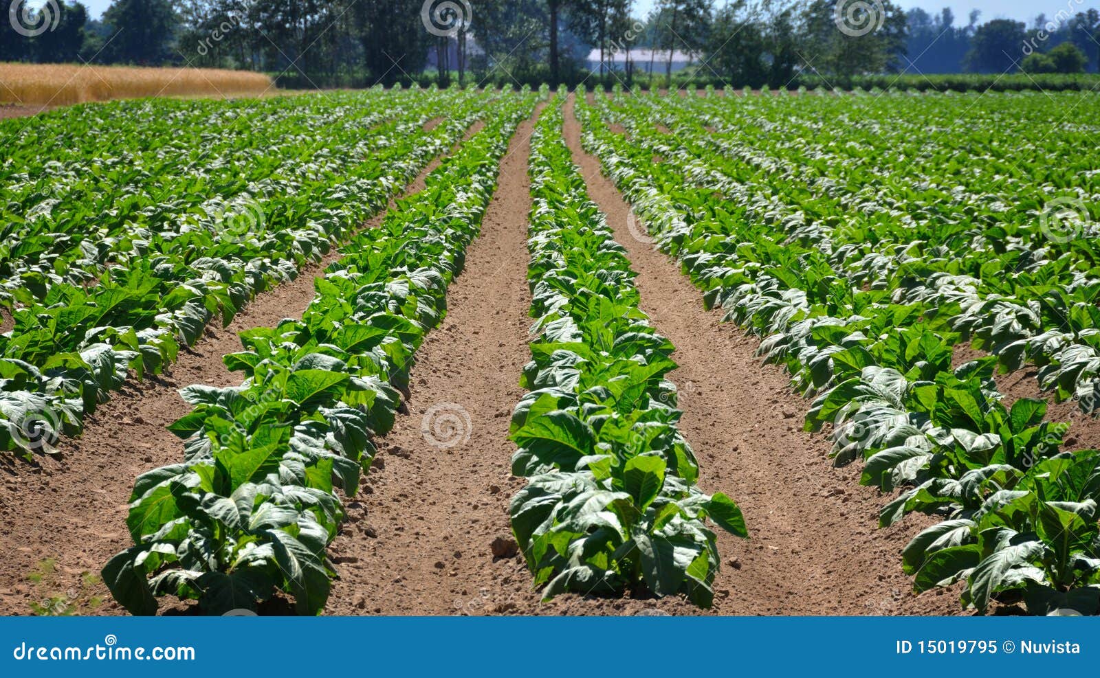 Campo di tabacco immagine stock. Immagine di poderi, agricoltura 15019795