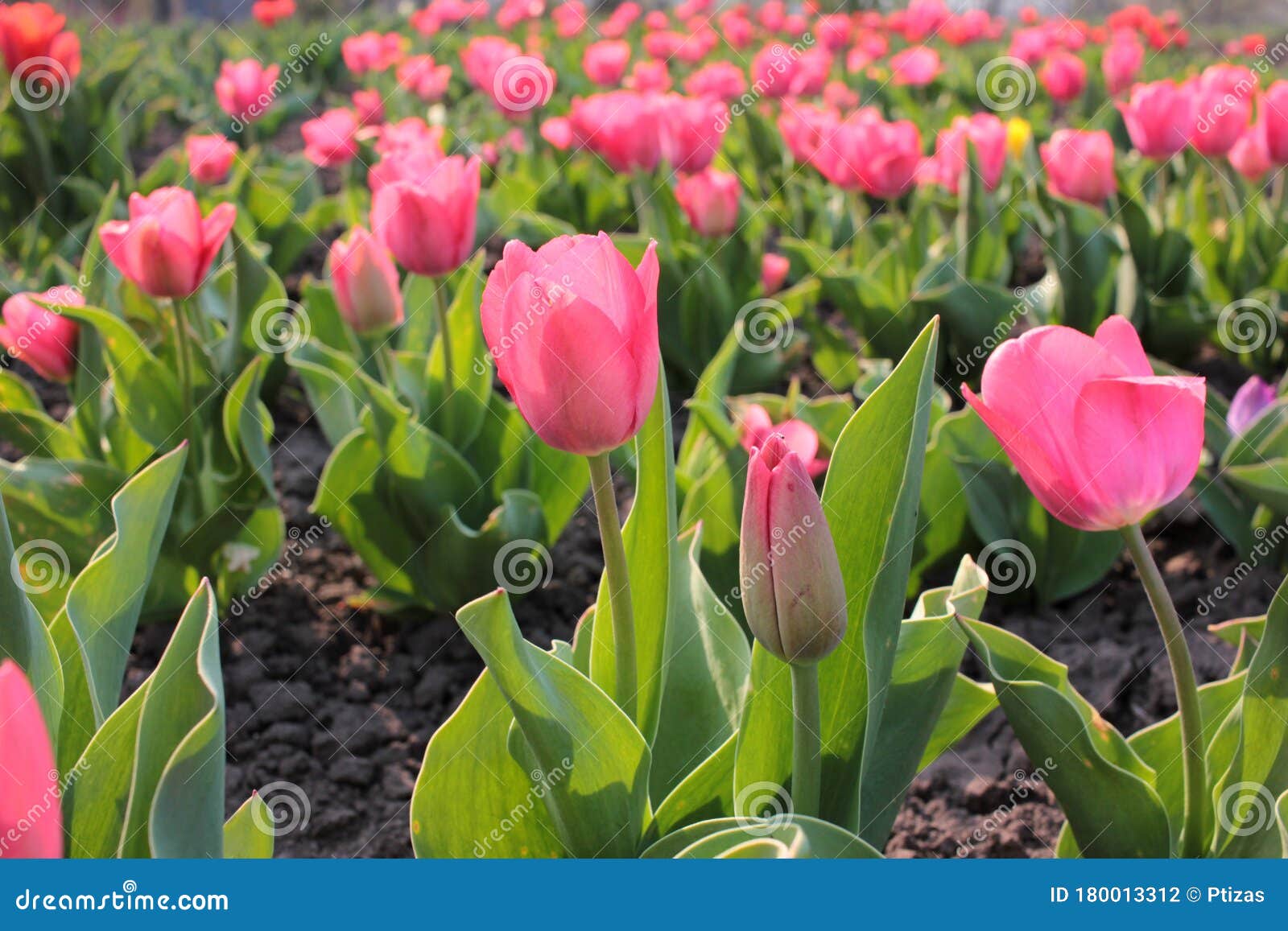 Campo di tulipano rosa in Ucraina Varie lampadine tulipane olandesi I fiori di primavera fioriscono nel giardino