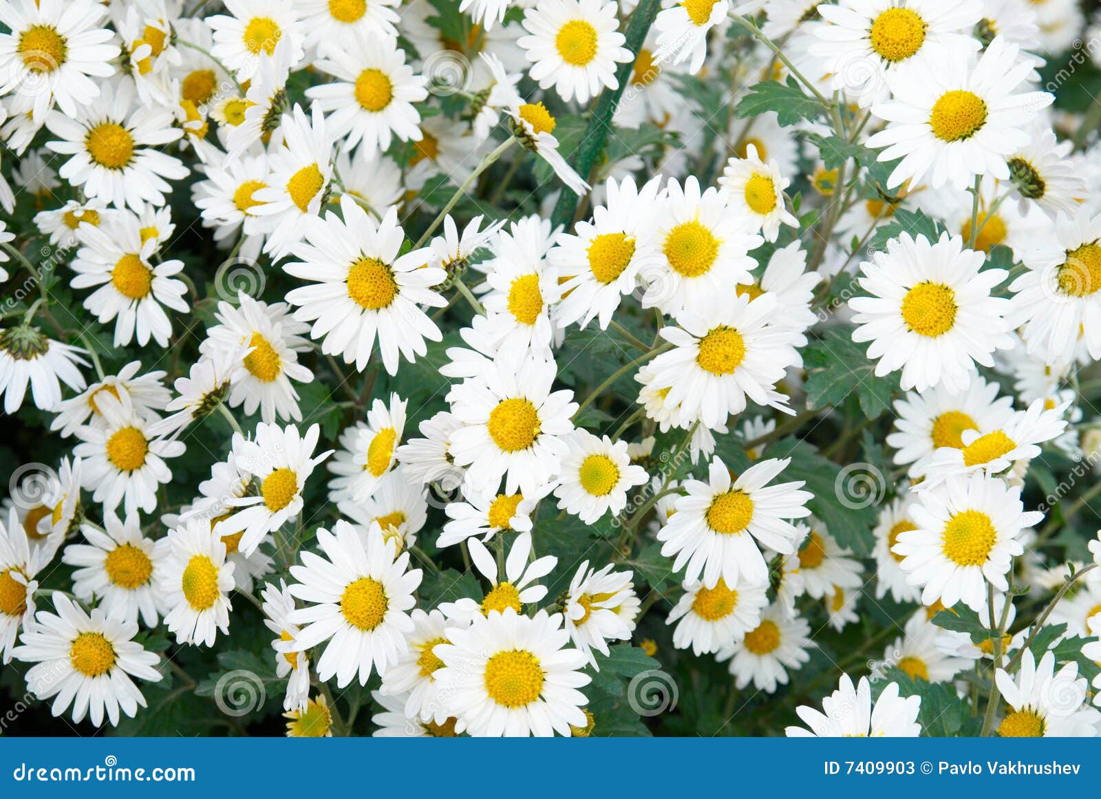 Campo Do Crisântemo Branco. Imagem de Stock - Imagem de beleza, macro:  7409903