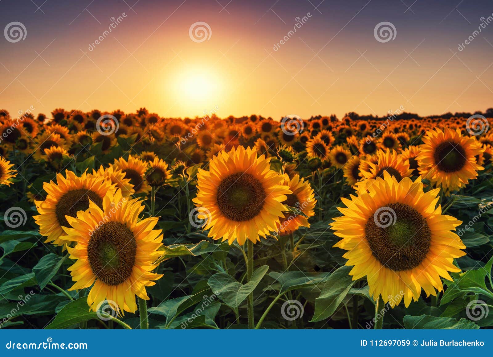 Campo Do Girassol No Por Do Sol Imagem De Stock Imagem De Girassol Campo 112697059