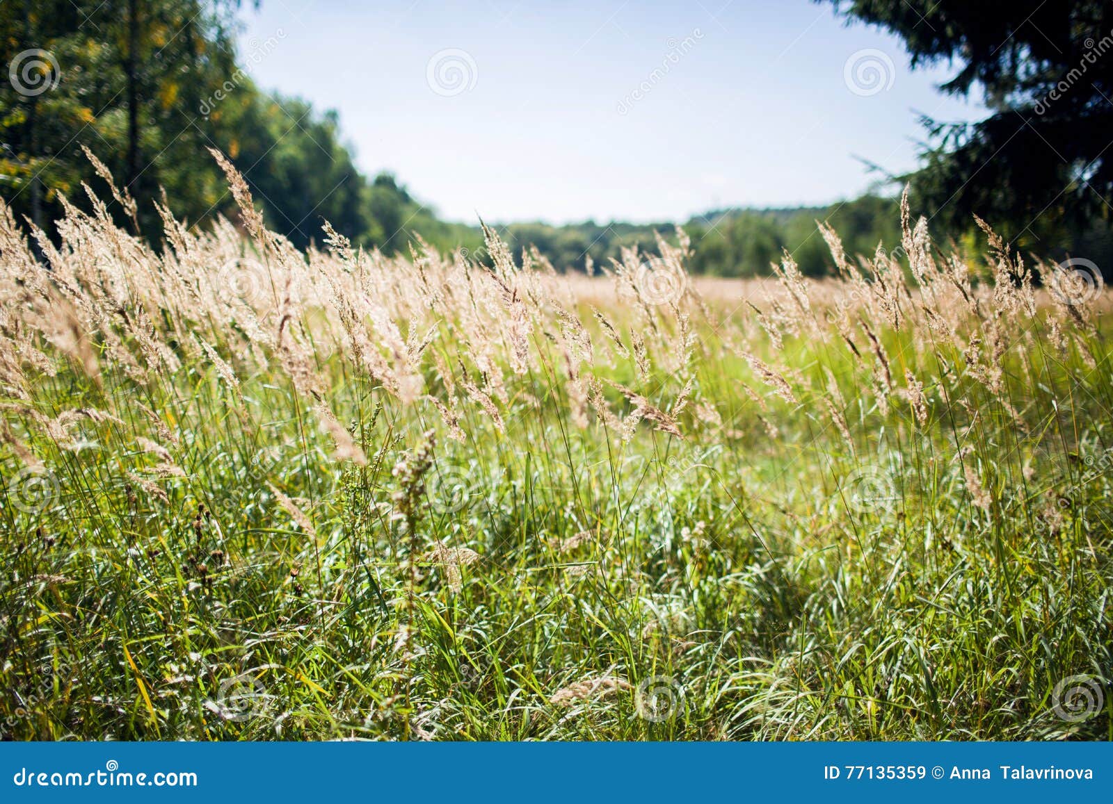 Campo en día del otoño. Campo en el día del otoño, paisaje