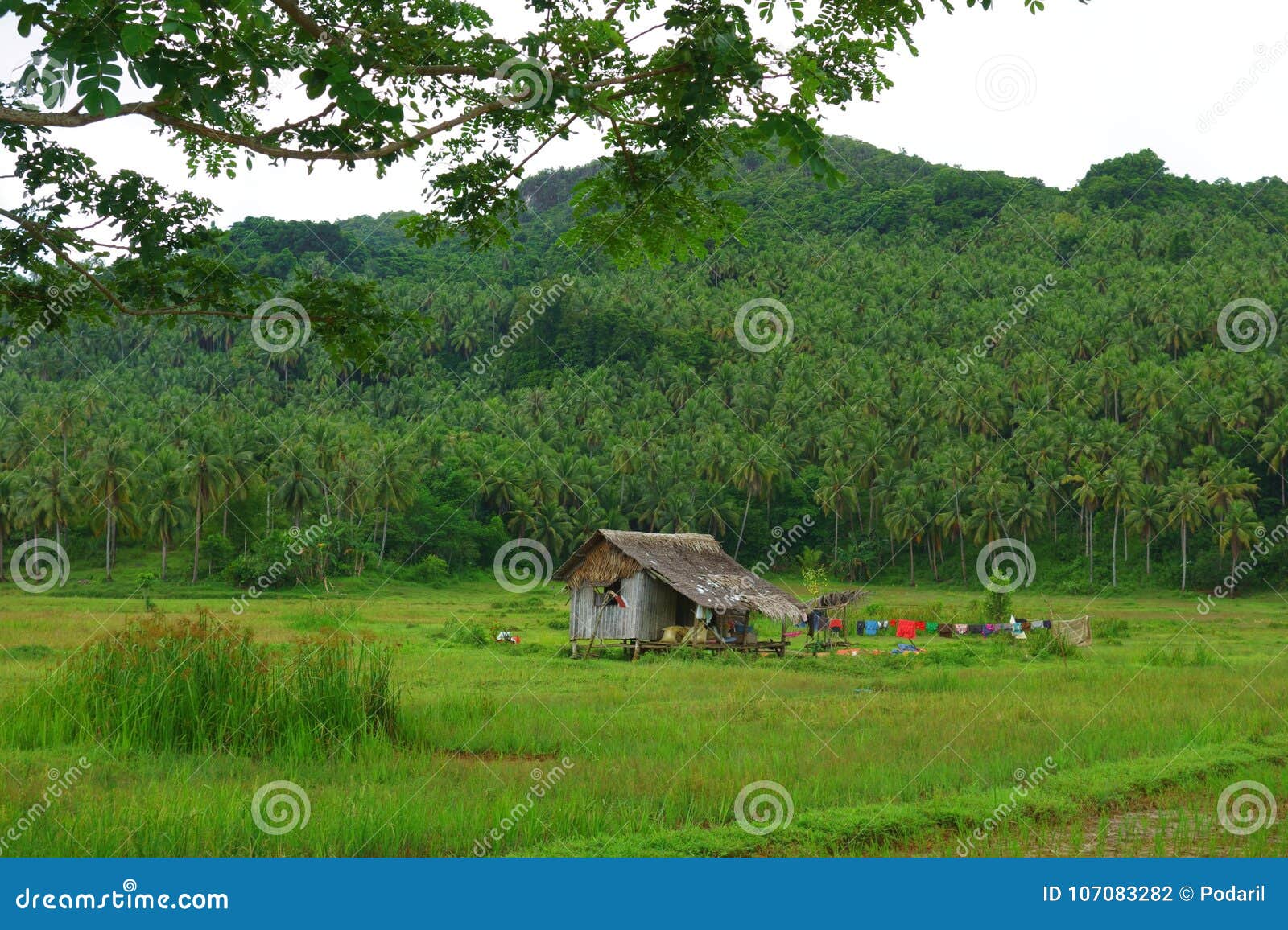 Campo filipino foto de stock. Imagem de fundo, viajar 107083282