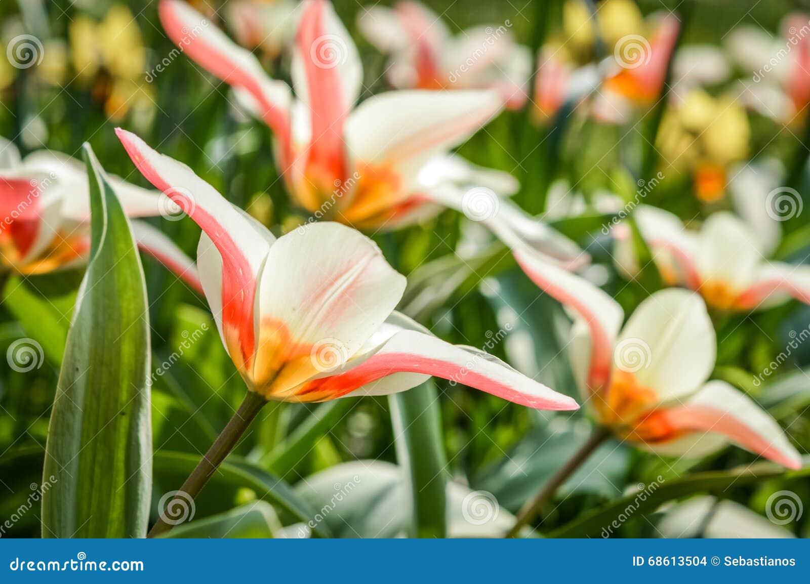 Campo multicolorido das tulipas na luz solar