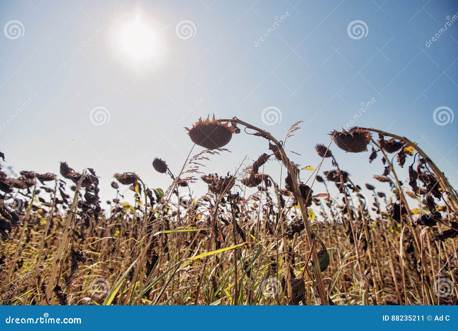 Campo Secado Del Girasol Con El Sol En El Fondo Imagen de archivo - Imagen  de verano, cubo: 88235211