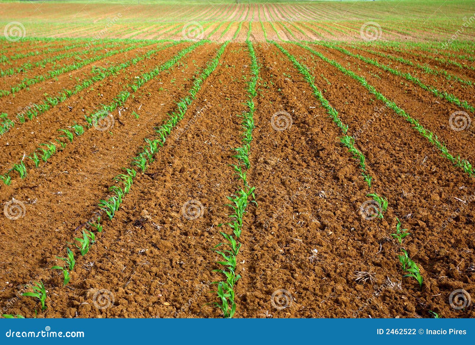 Campo semeado. Campo do milho semeado no sul de Portugal