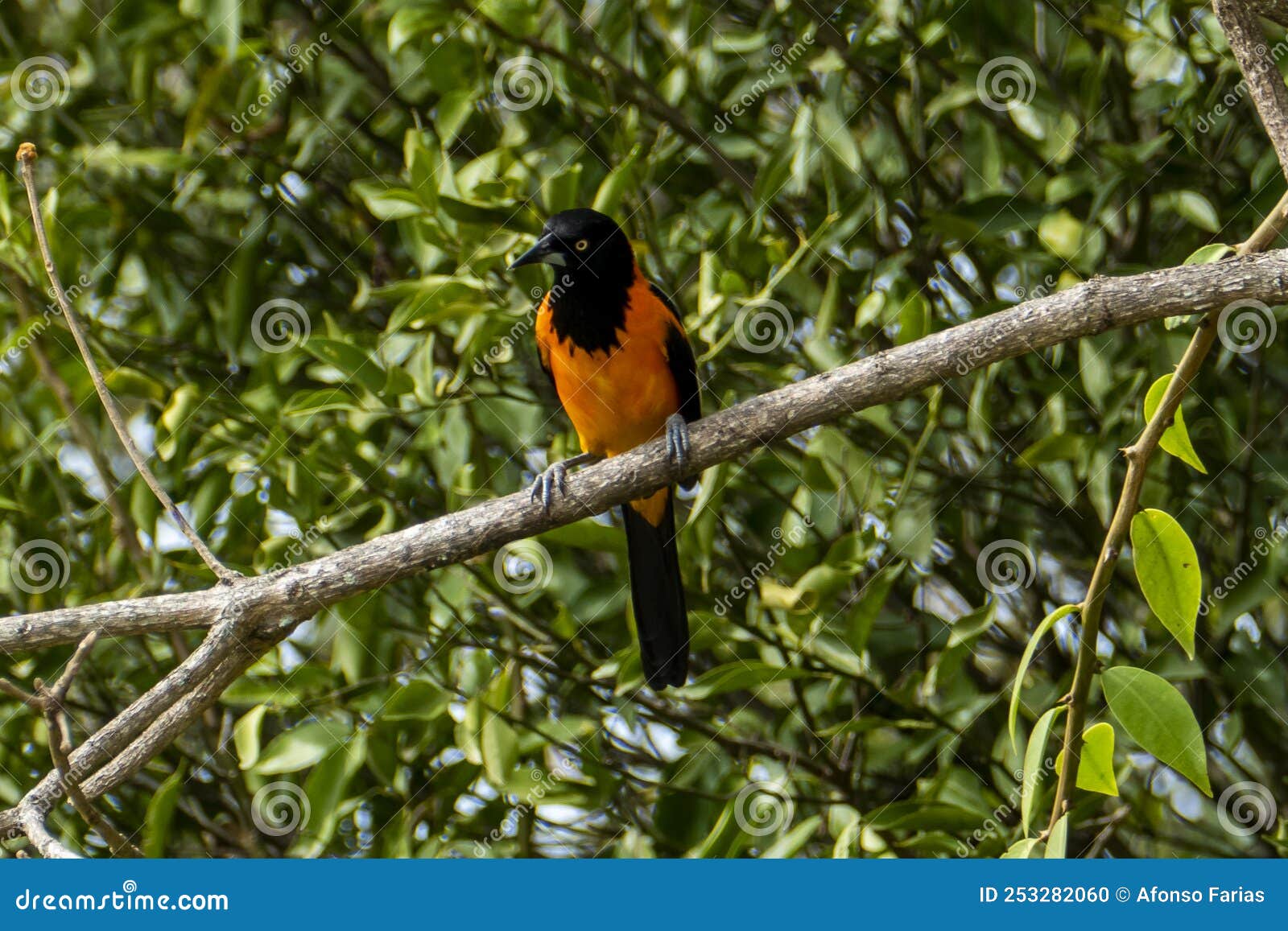 the campo troupial or campo oriole icterus jamacaii is a species of bird in the family icteridae