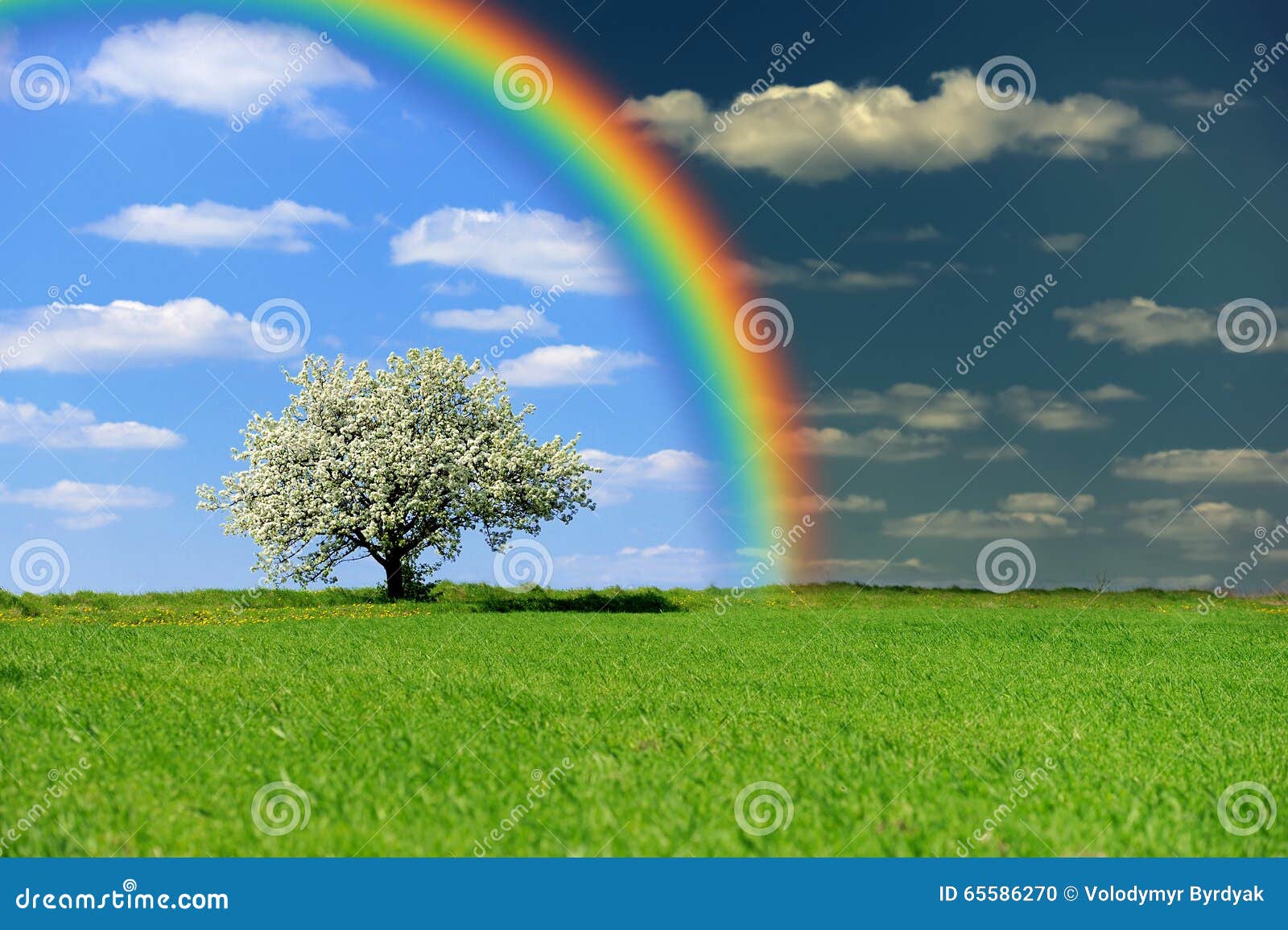 Campo Verde Con El árbol Y El Arco Iris Fotos De Stock Download 439