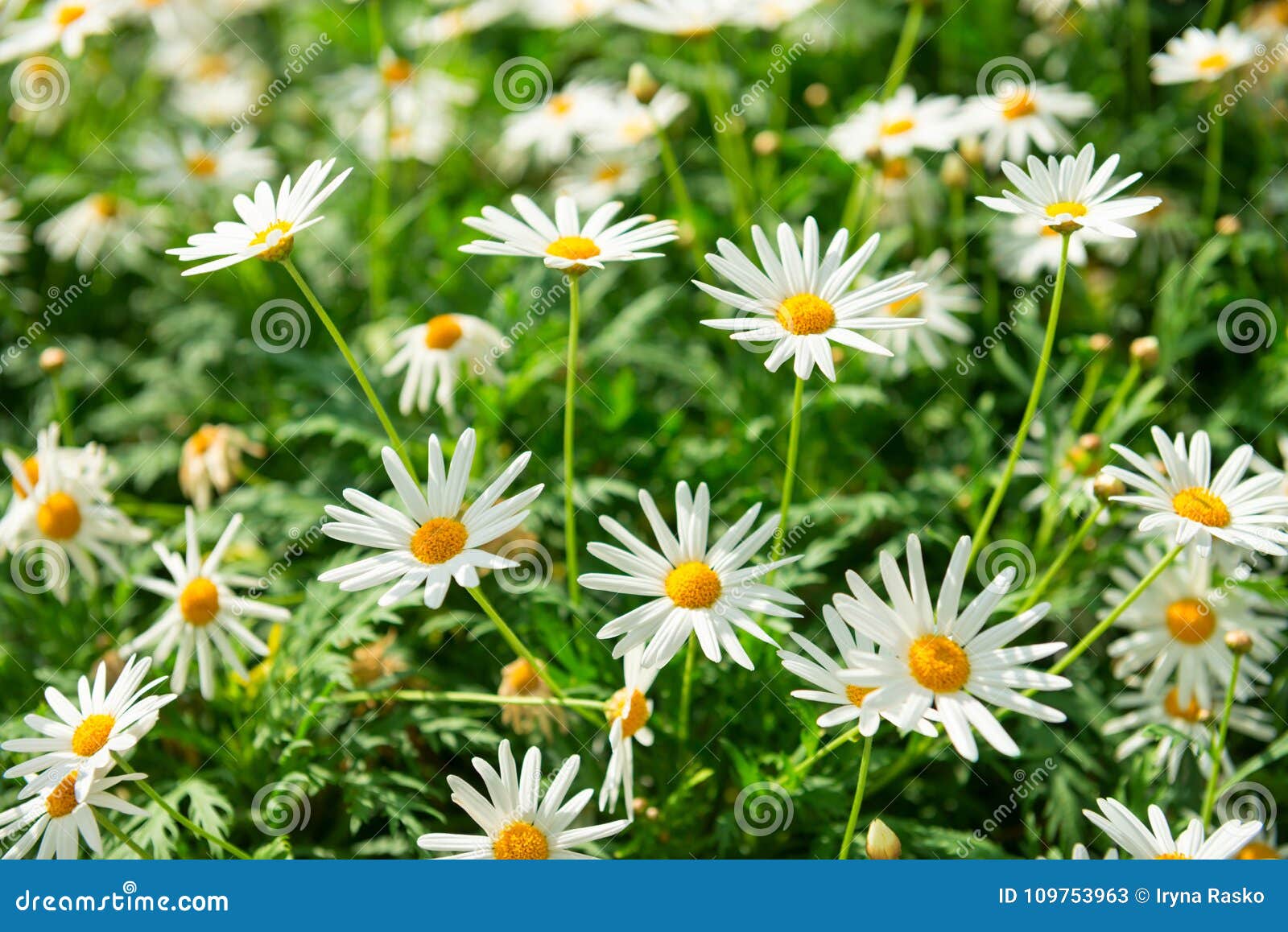 Campo Verde Con Muchas Flores Blancas Imagen de archivo - Imagen de campo, salvaje: 109753963 Campo Verde Con Muchas Flores Blancas Imagen de archivo - Imagen de campo, salvaje: 109753963