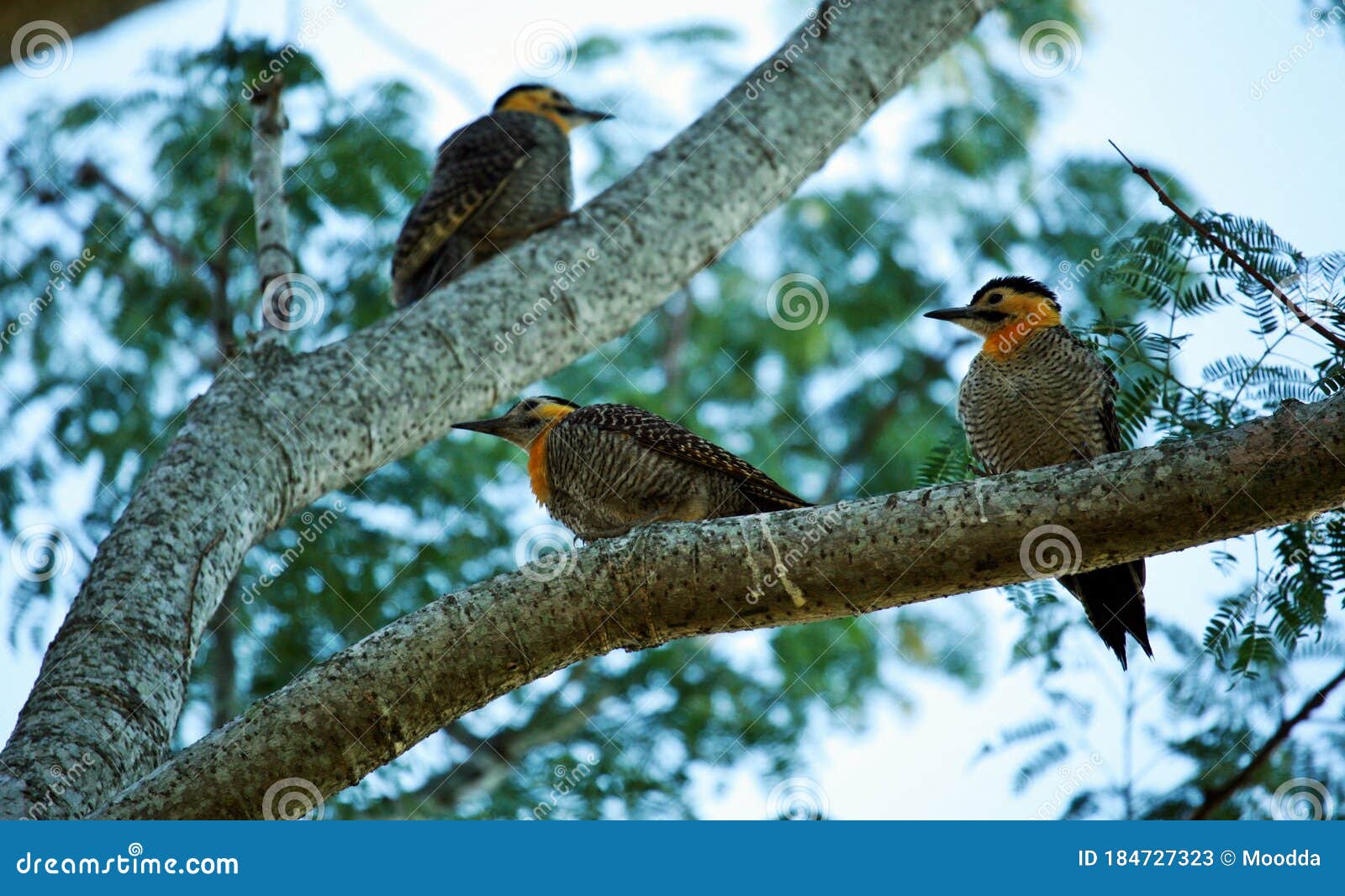 campo flicker young birds. colaptes campestris in argentina.