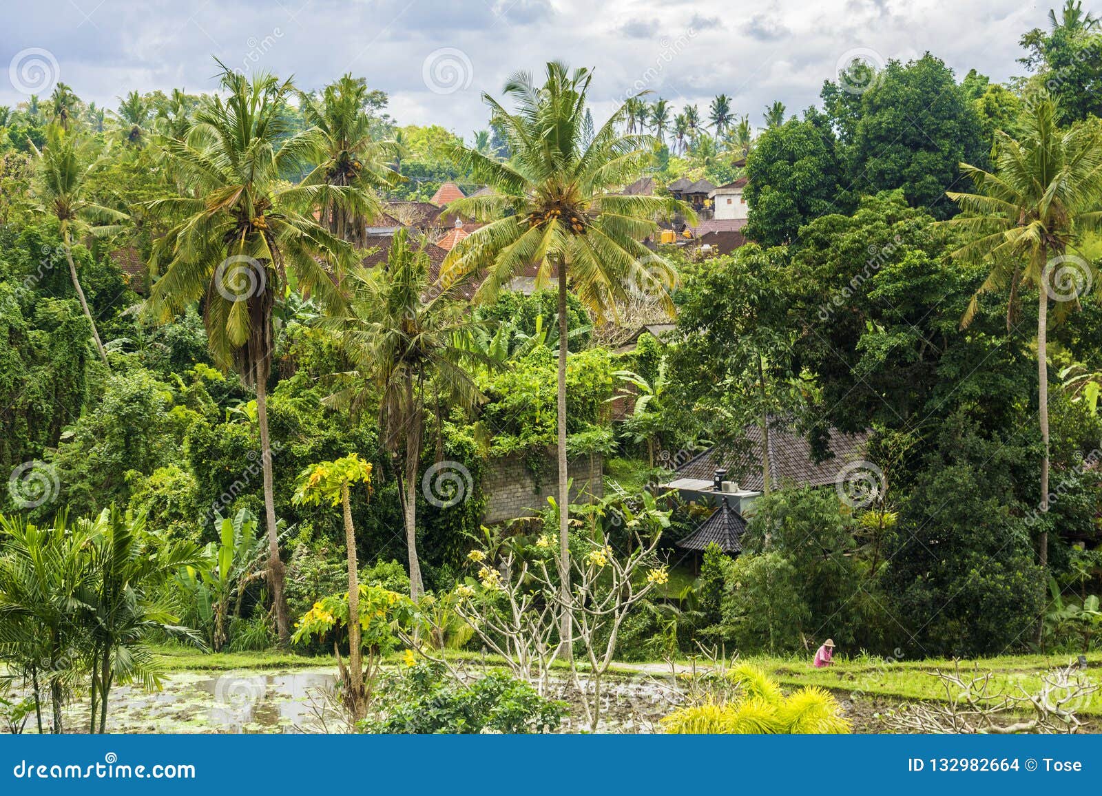 Campos, Casas Y Vegetación Del Arroz En Ciudad Ubud, Bali, Indonesia Foto de archivo - Imagen de tropical, hierba: 132982664