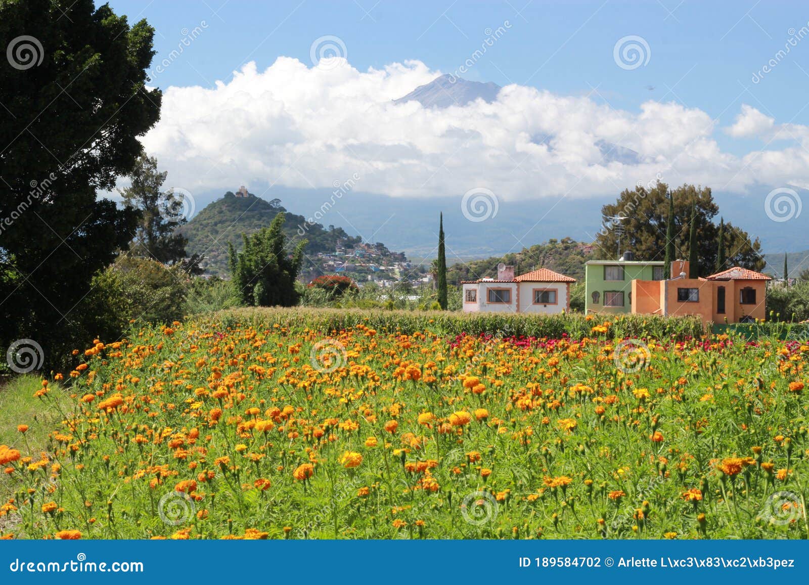 campos de flor de cempasÃÂºchil entre montaÃÂ±as