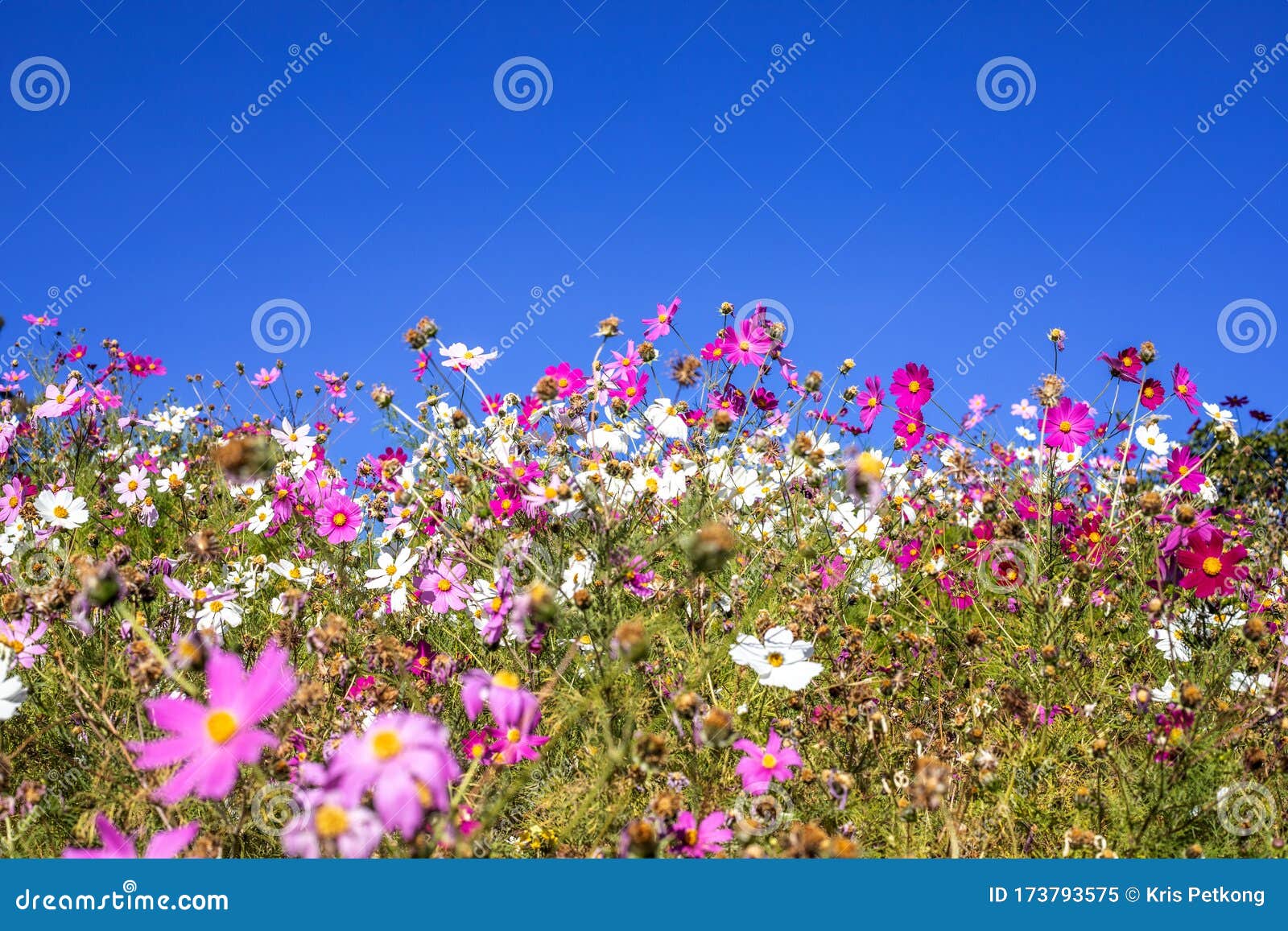Campos De Flores Y El Cielo Detrás Imagen de archivo - Imagen de floral,  paisaje: 173793575