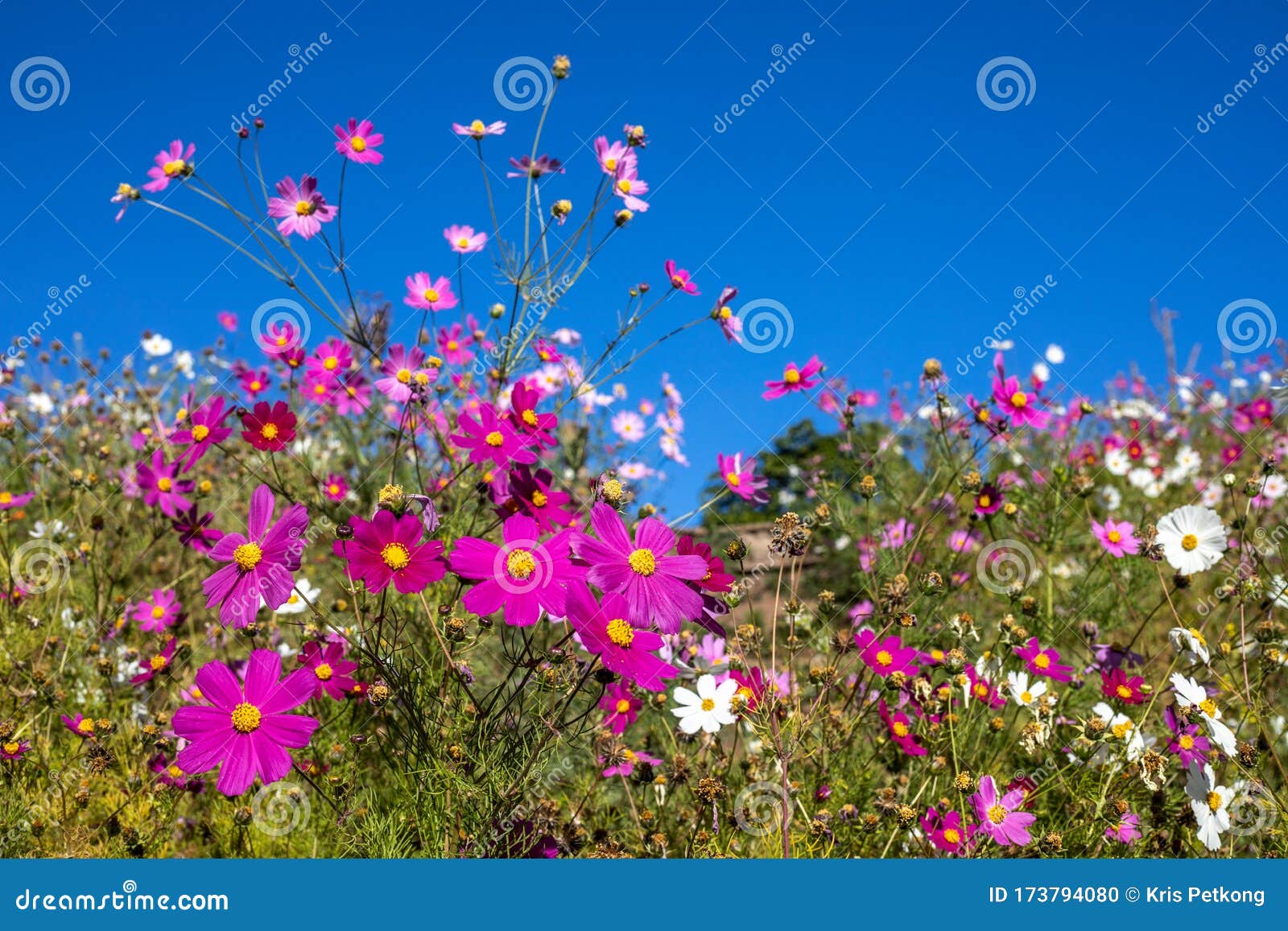 Campos De Flores Y El Cielo Detrás Foto de archivo - Imagen de colorido,  fondo: 173794080