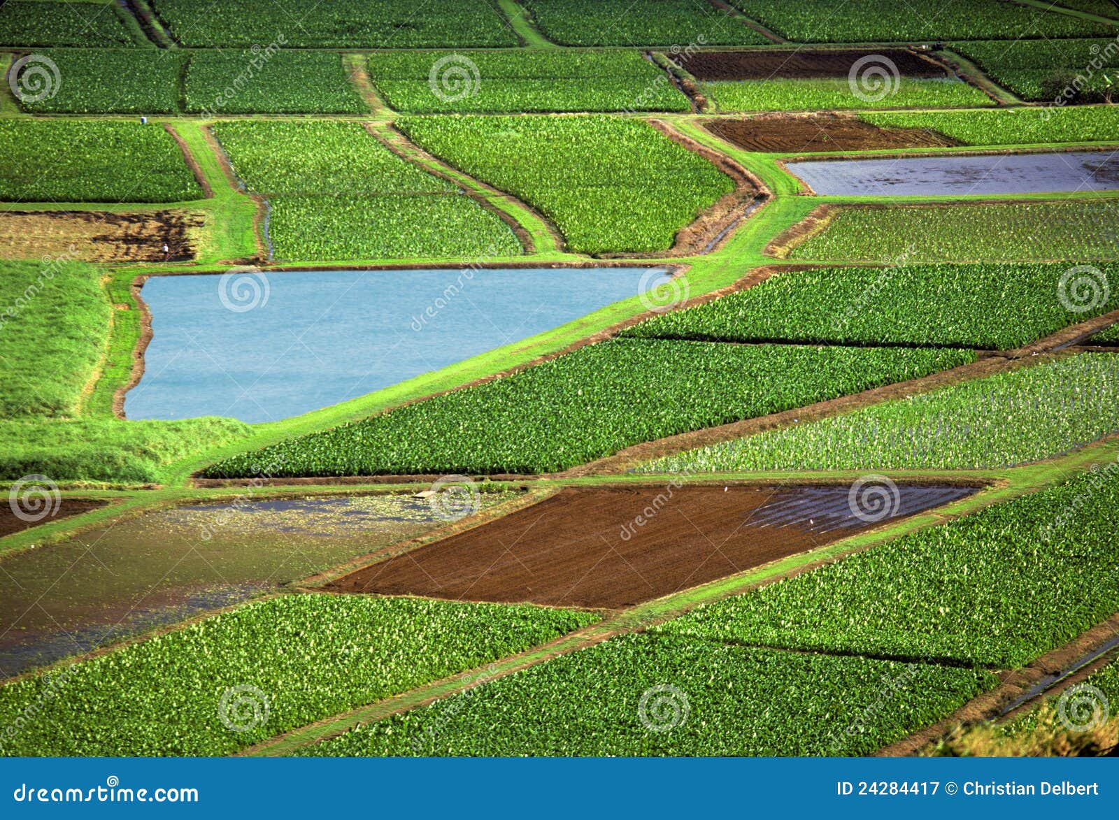 consumo Evaporar total Campos de la agricultura imagen de archivo. Imagen de prado - 24284417