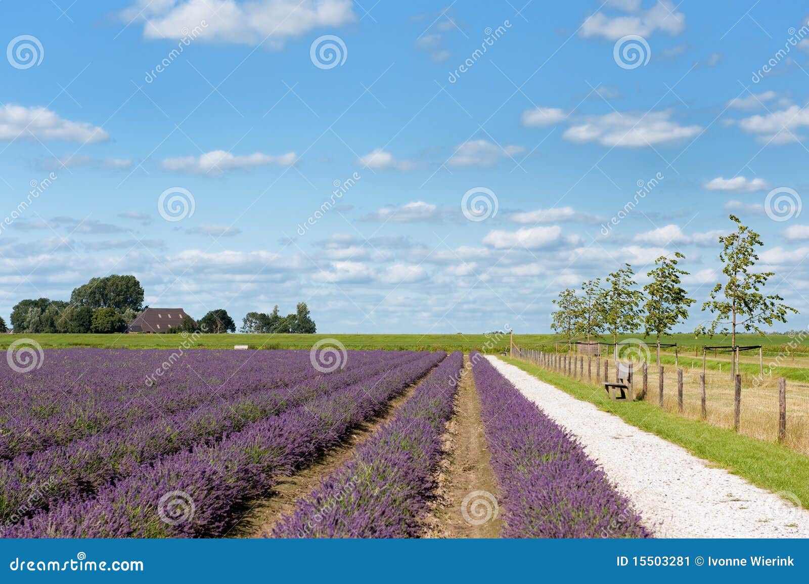 Campos De La Lavanda En Holanda Imagen de archivo - Imagen de paisaje