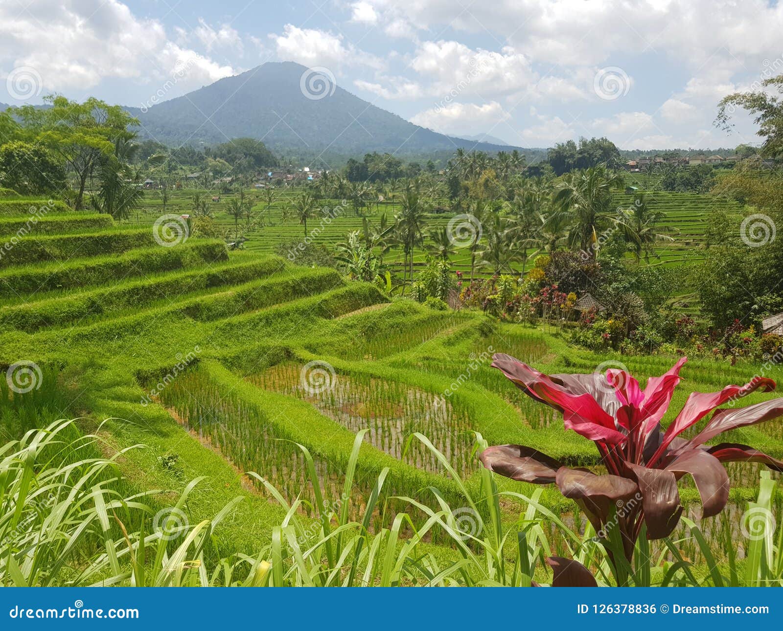 Campos del arroz en la isla de Bali