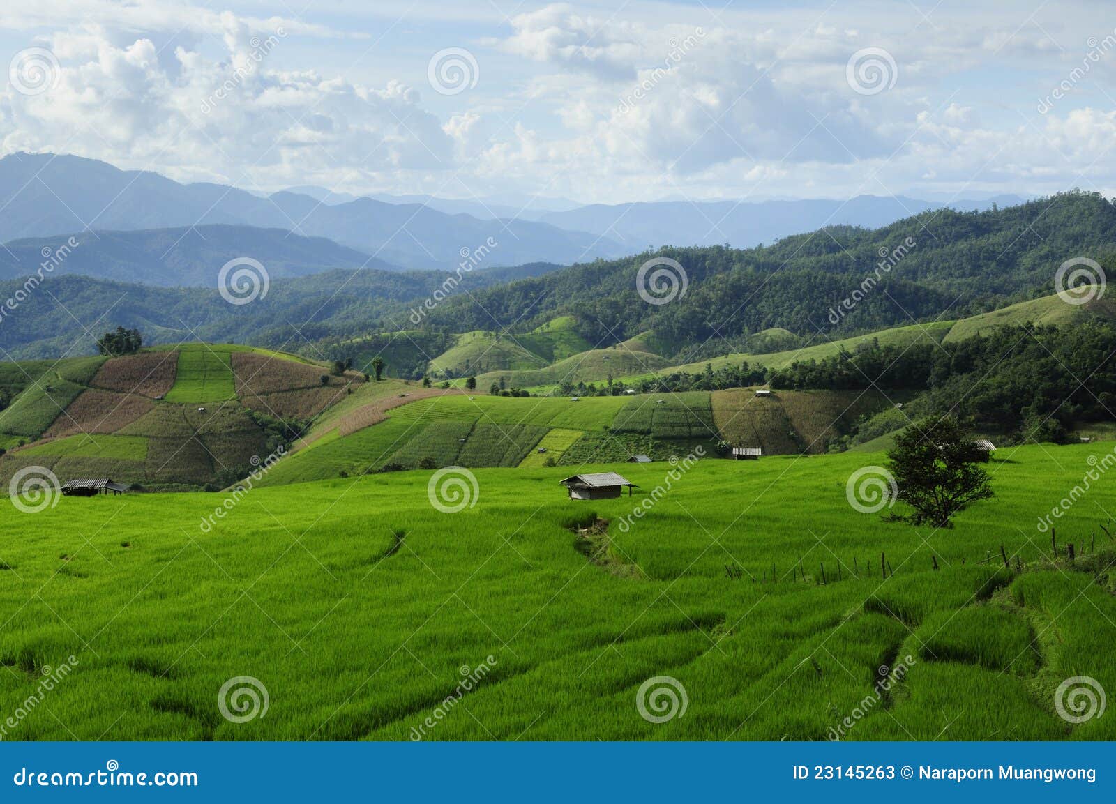 Campos del arroz imagen de archivo. Imagen de cultura - 23145263, image size:1600x1153
