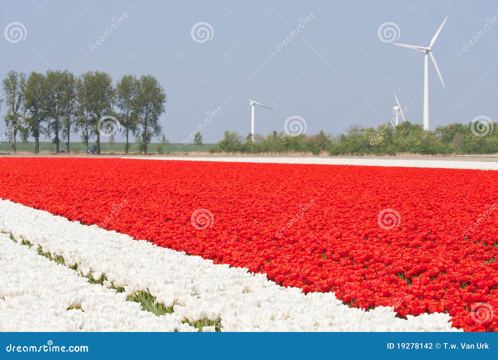 Campos del tulipán con windturbines. Campos blancos y rojos del tulipán con windturbines