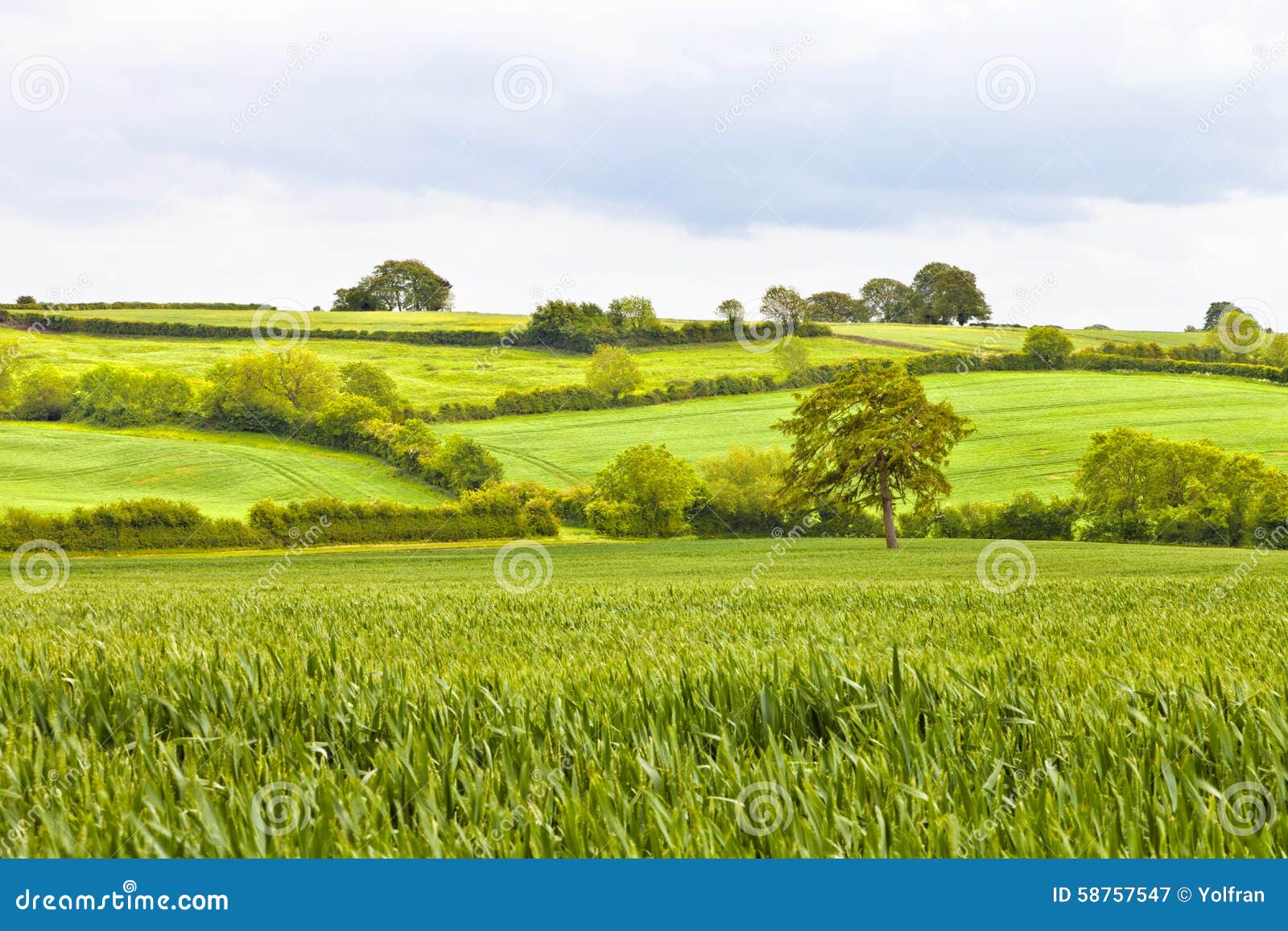 Campos e prados ingleses do campo. Os campos de trigo verdes separaram por linhas da conversão em um campo inglês em um dia nebuloso do verão