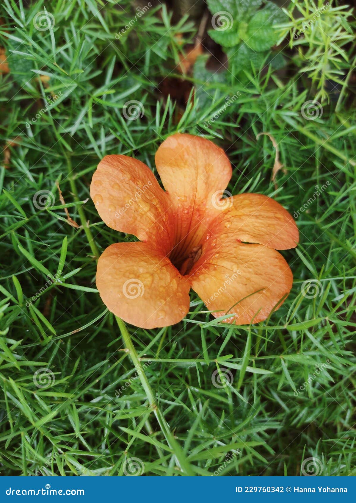 Campsis Grandiflora Ou La Fleur De Trompette Chinoise Tombée Photo stock -  Image du asiatique, botanique: 229760342